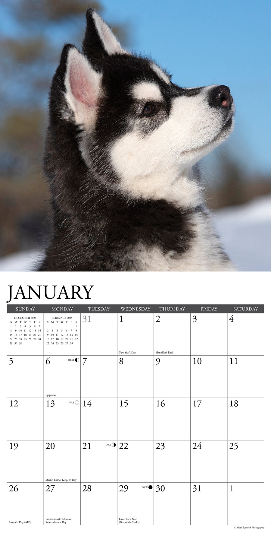 2025 Siberian Husky Puppies - Square Wall Calendar (US Only)