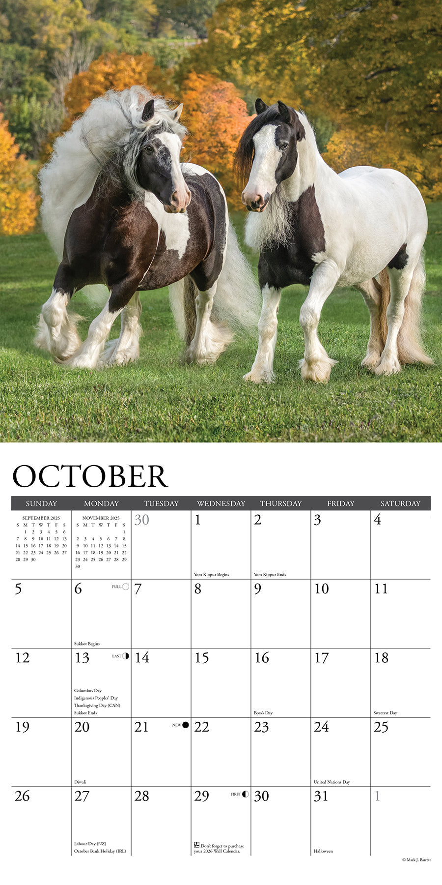 2025 Gypsy Vanner Horse - Square Wall Calendar (US Only)