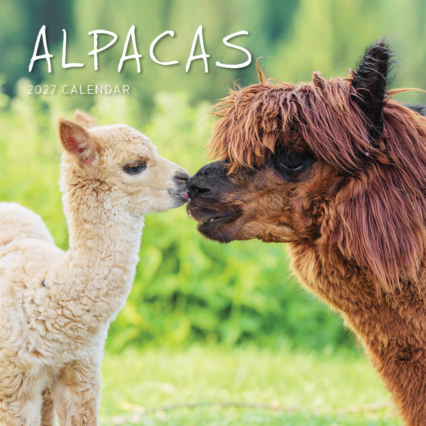 2027 Alpacas - Square Wall Calendar