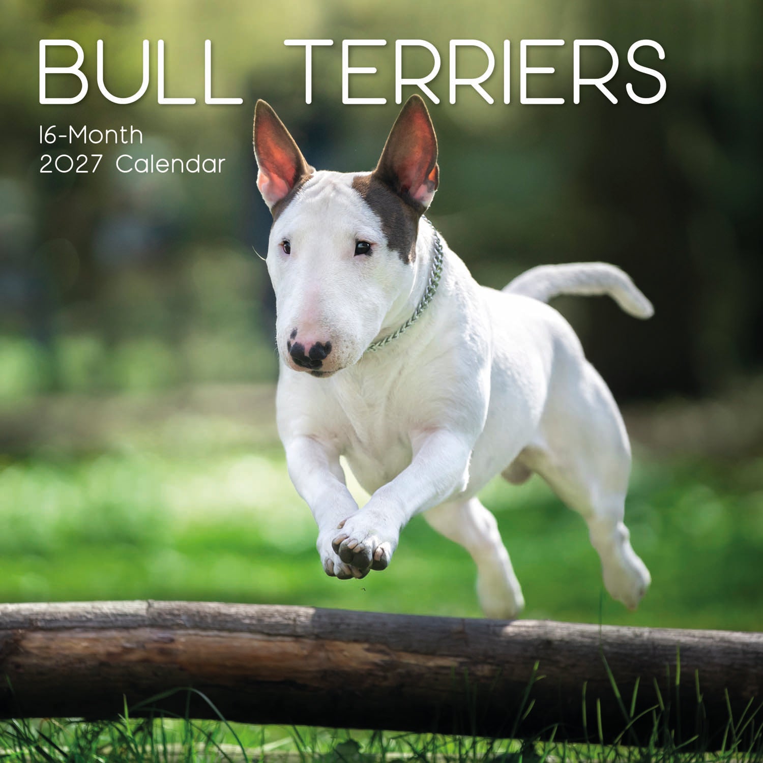 Animals_Dogs_Bull_Terriers_2027_Cover.jpg
