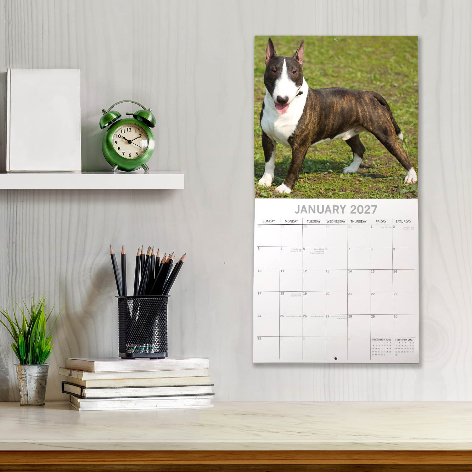 Animals_Dogs_Bull_Terriers_2027_Jan_LS.jpg