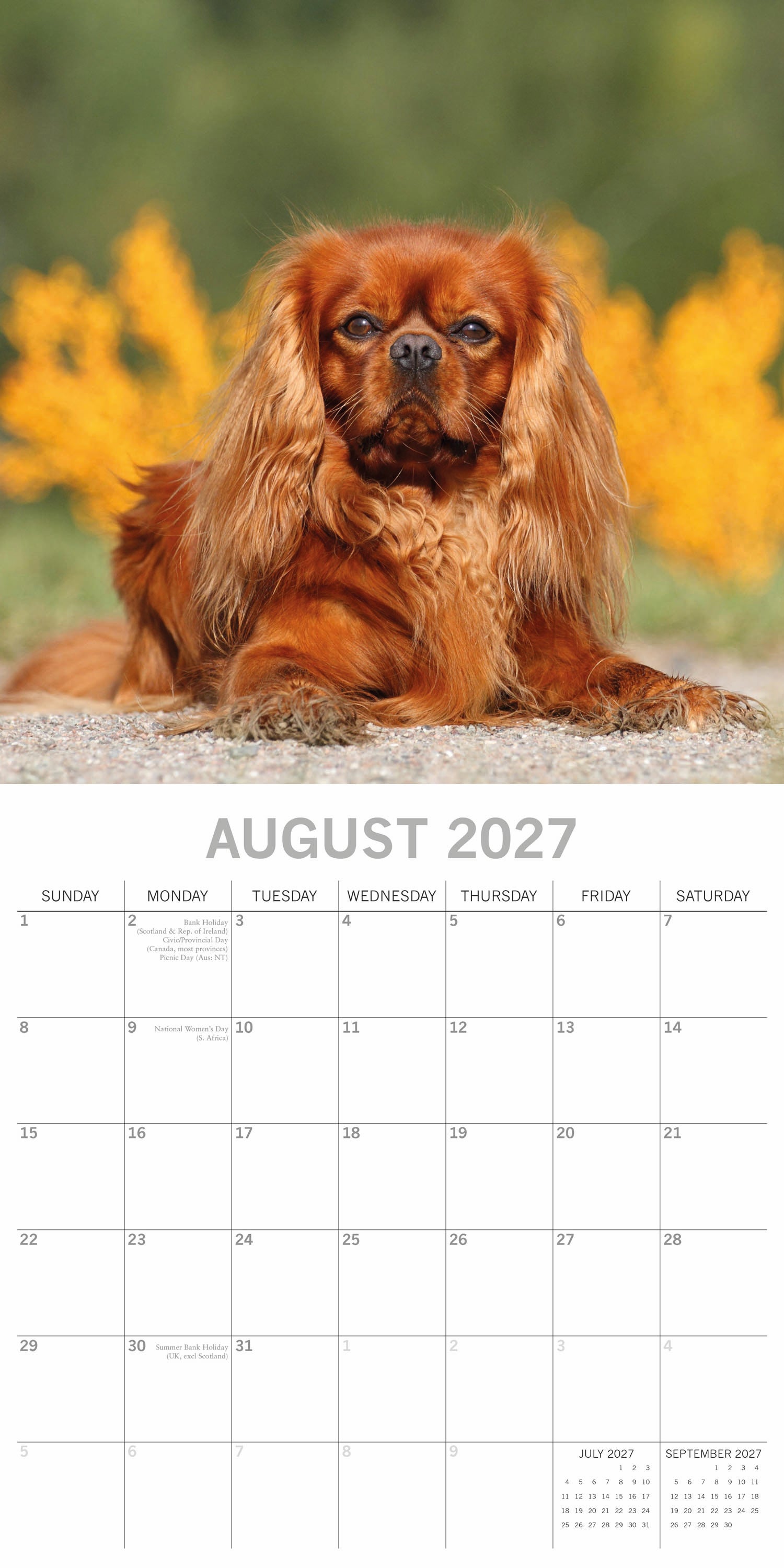 Animals_Dogs_Cavalier_King_Charles_Spaniels_2027_Aug.jpg