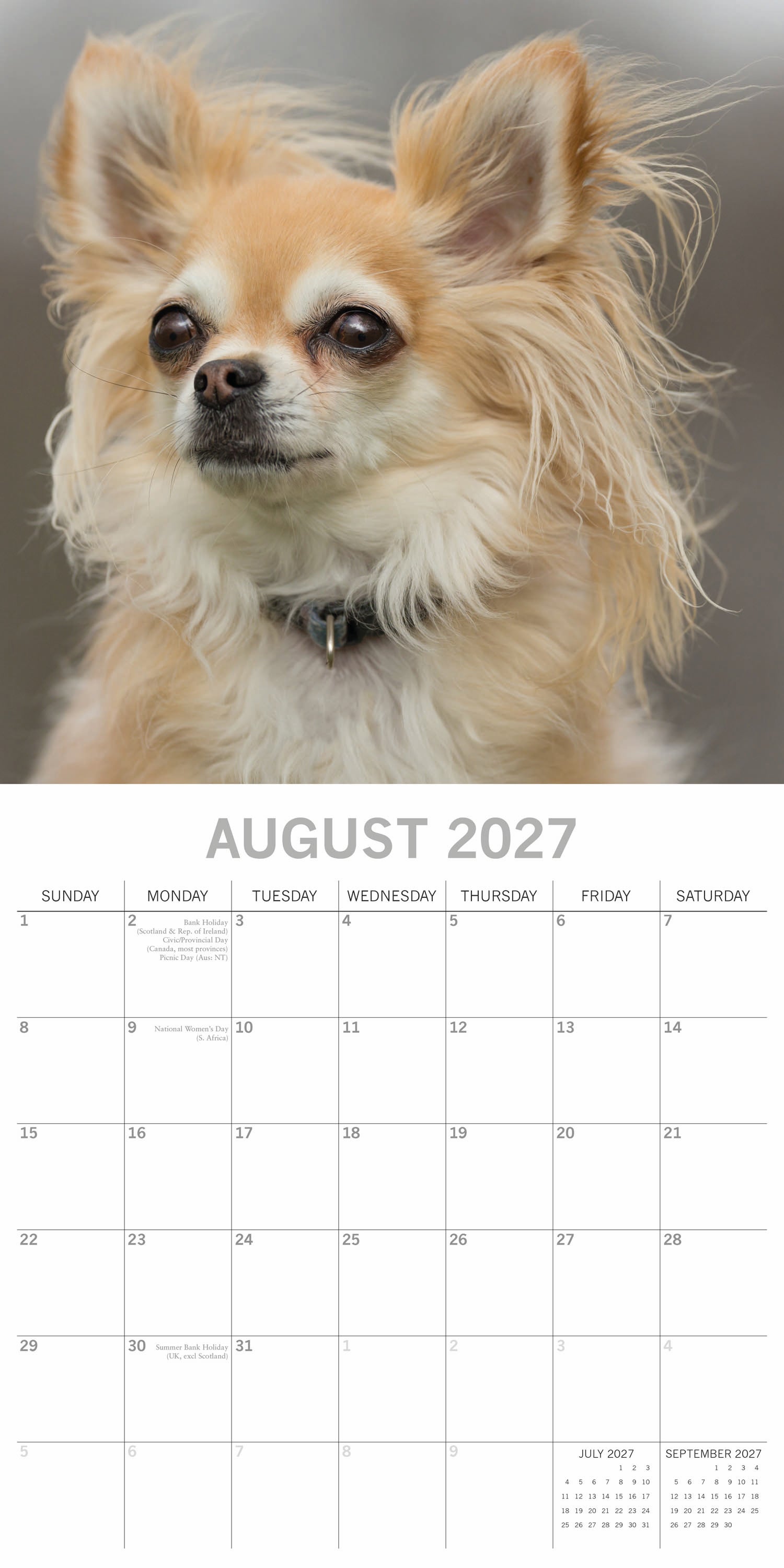 Animals_Dogs_Chihuahuas_2027_Aug.jpg