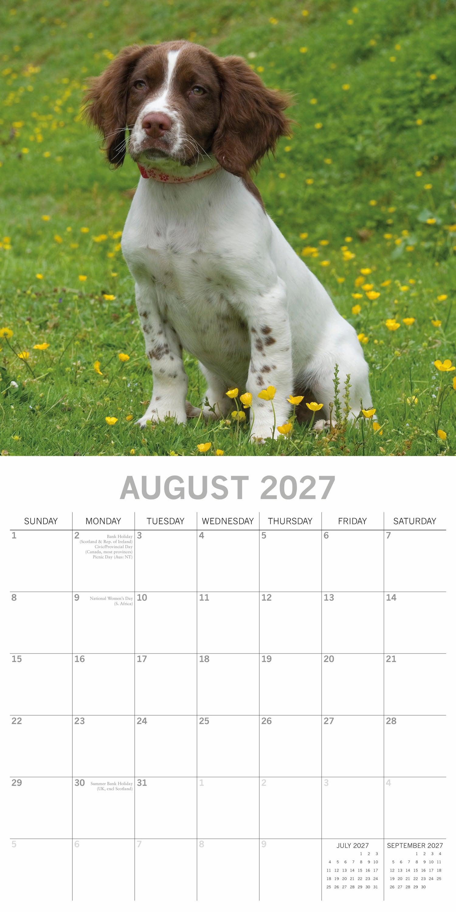 Animals_Dogs_English_Springer_Spaniel_2027_Aug.jpg