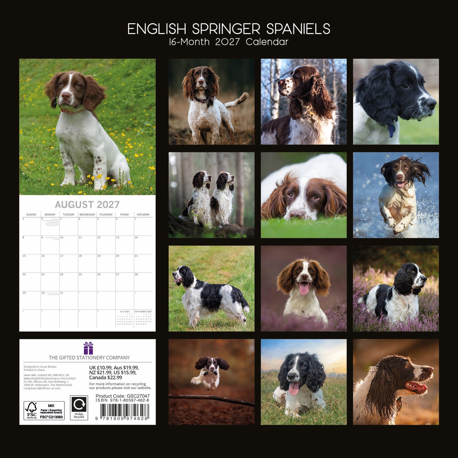Animals_Dogs_English_Springer_Spaniel_2027_Back.jpg