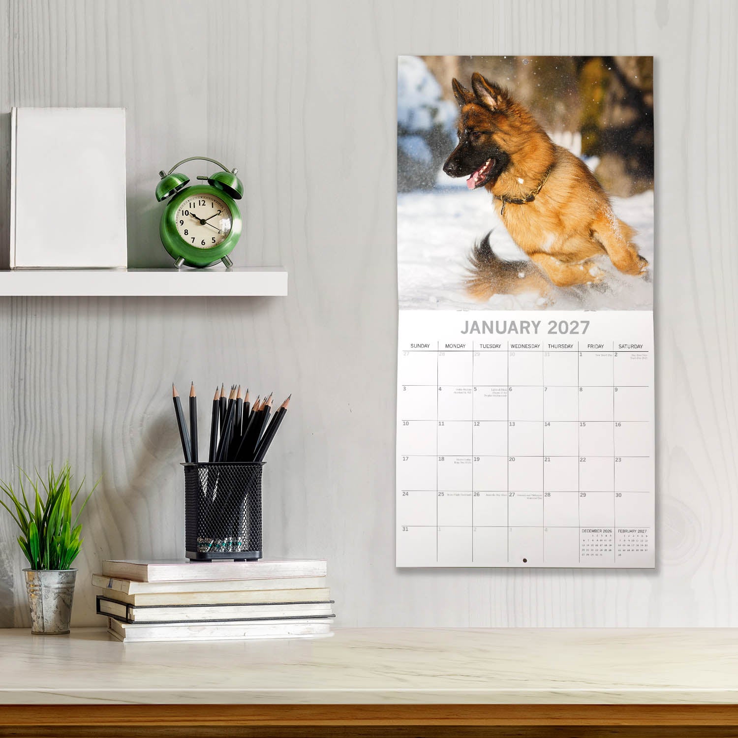 Animals_Dogs_German_Shepherds_2027_Jan_LS.jpg