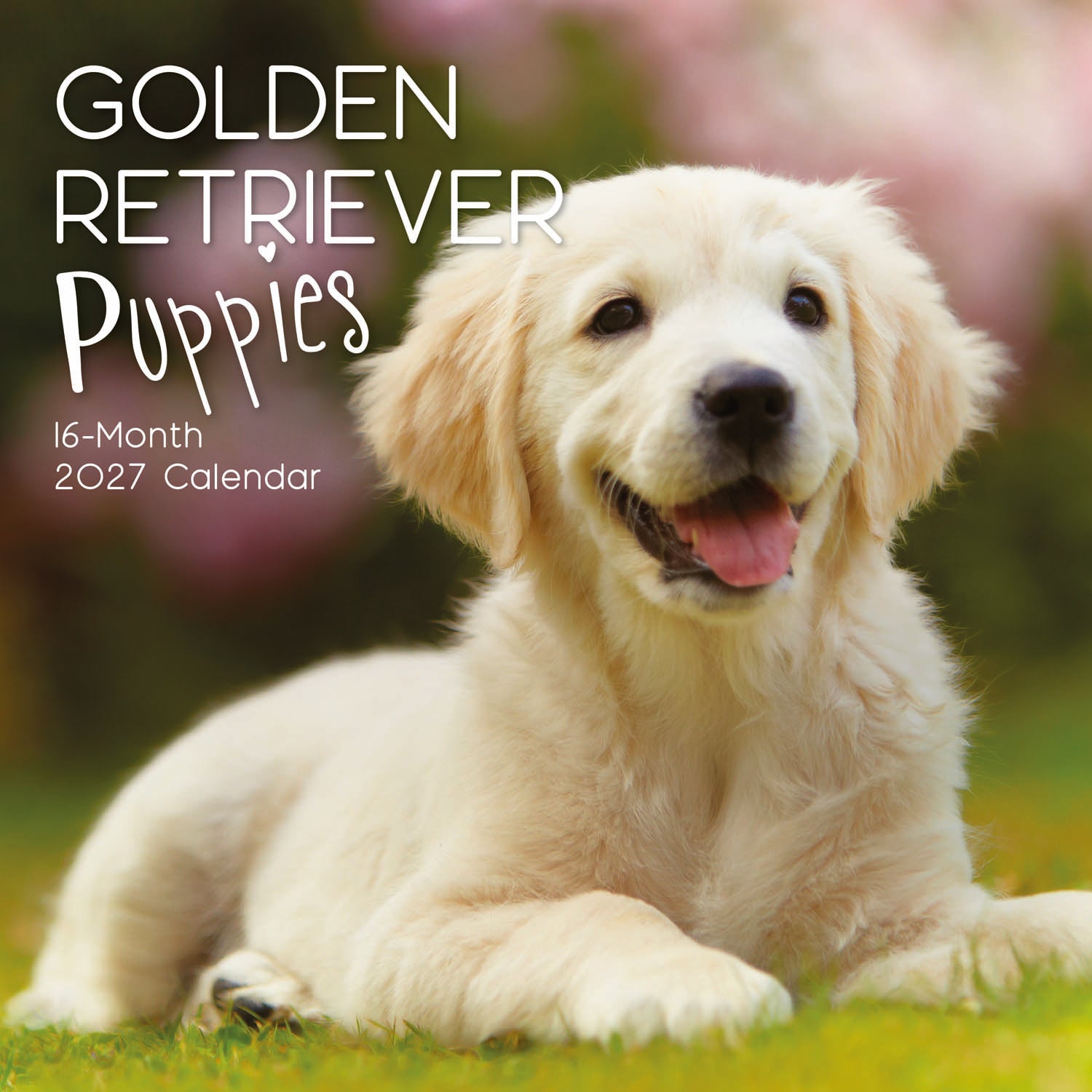 Animals_Dogs_Golden_Retriever_Puppies_2027_Cover.jpg