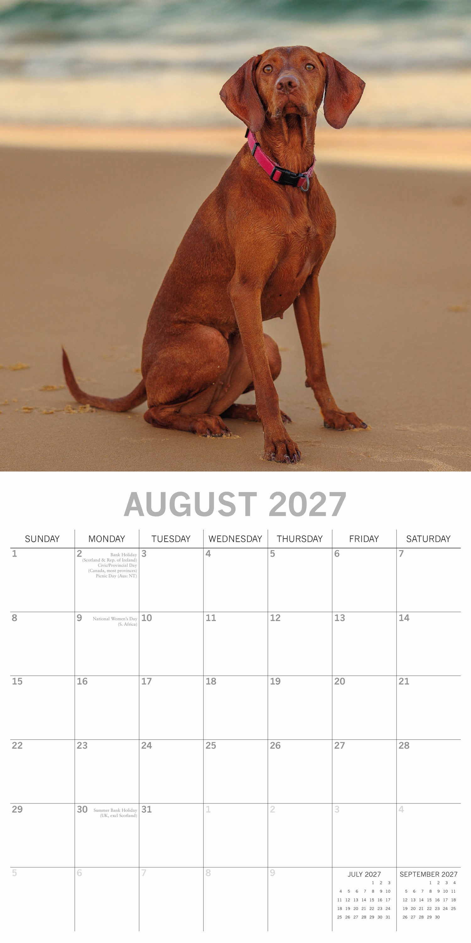 Animals_Dogs_Hungarian_Vizslas_2027_Aug.jpg