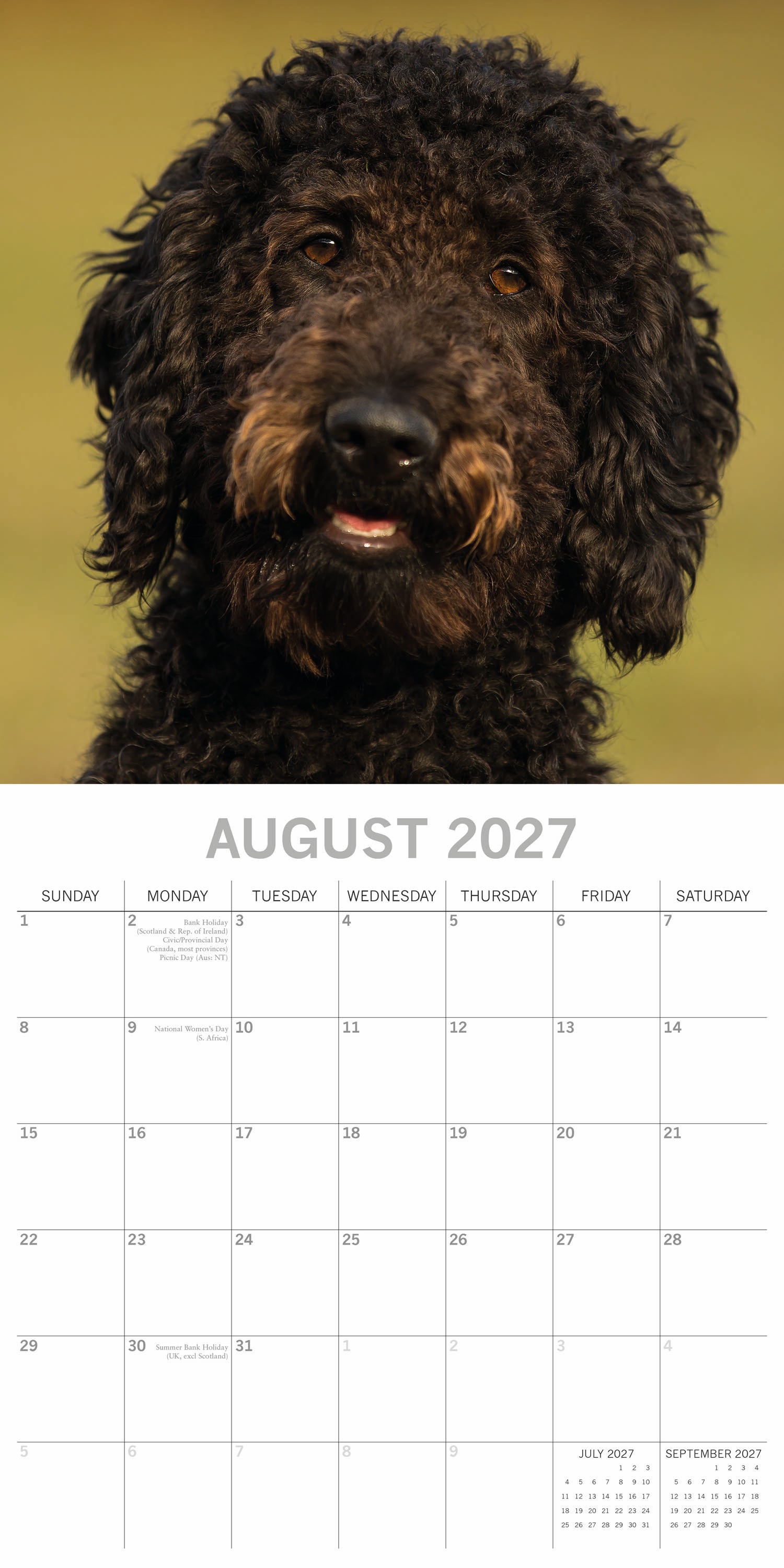 Animals_Dogs_Labradoodles_2027_Aug.jpg