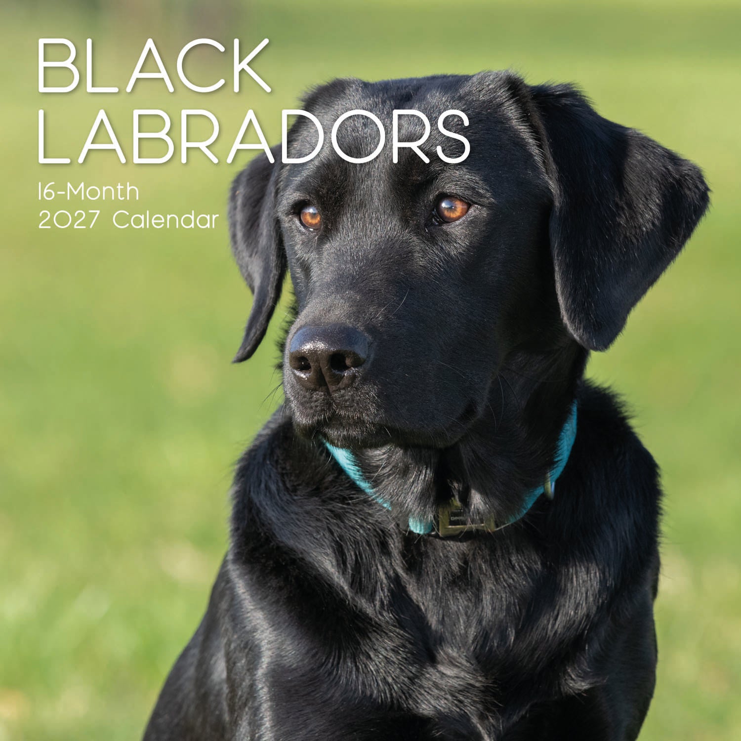 Animals_Dogs_Labradors-Black_2027_Cover.jpg