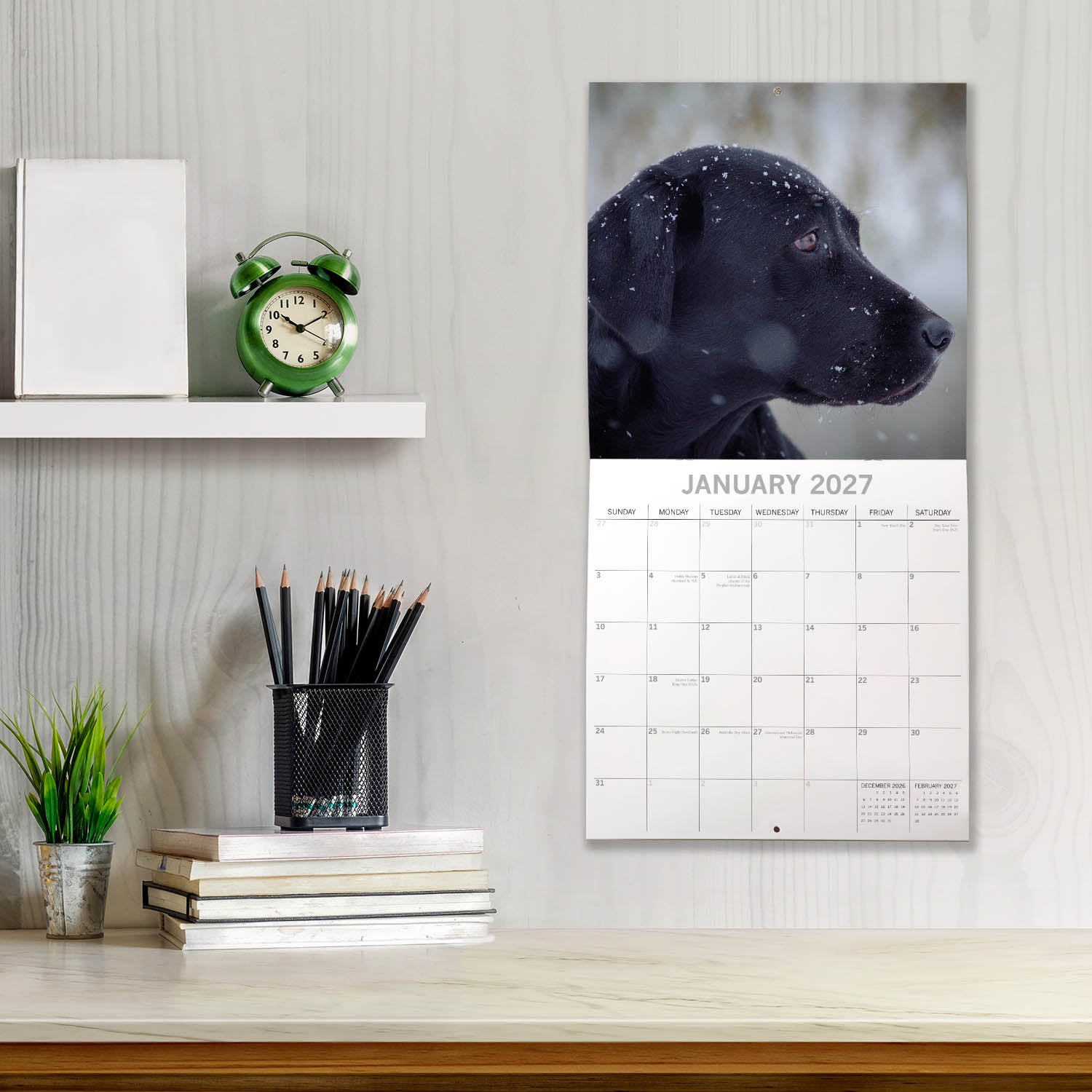Animals_Dogs_Labradors-Black_2027_Jan_LS.jpg