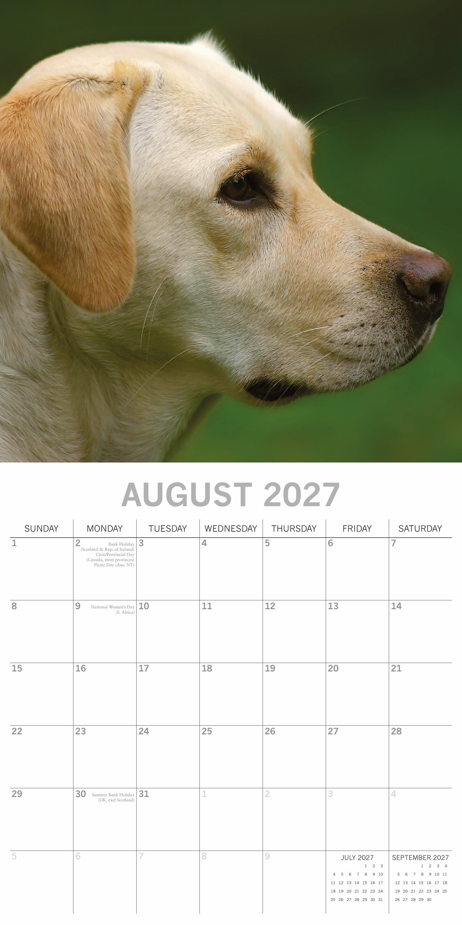Animals_Dogs_Labradors-Yellow_2027_Aug.jpg