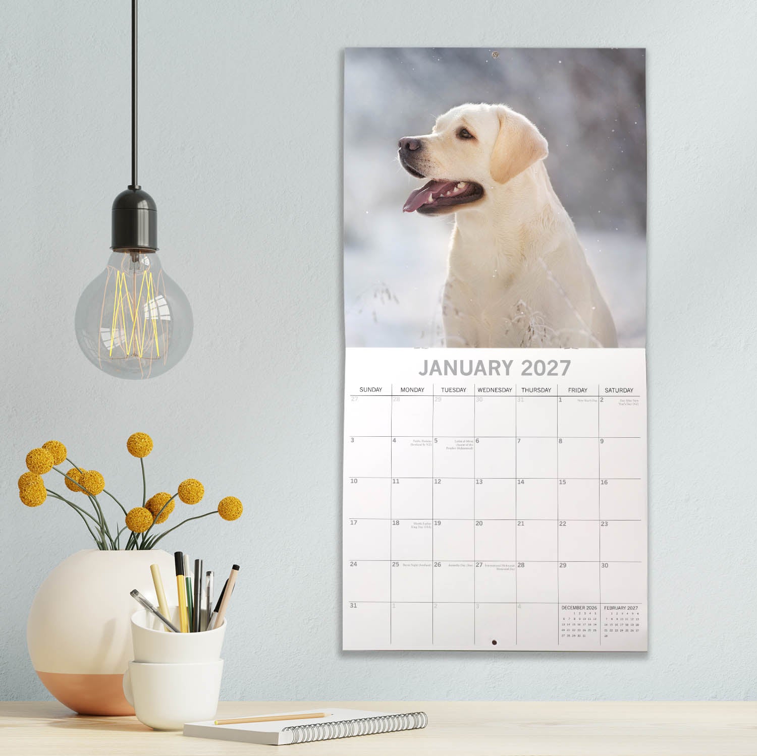 Animals_Dogs_Labradors-Yellow_2027_Jan_LS.jpg