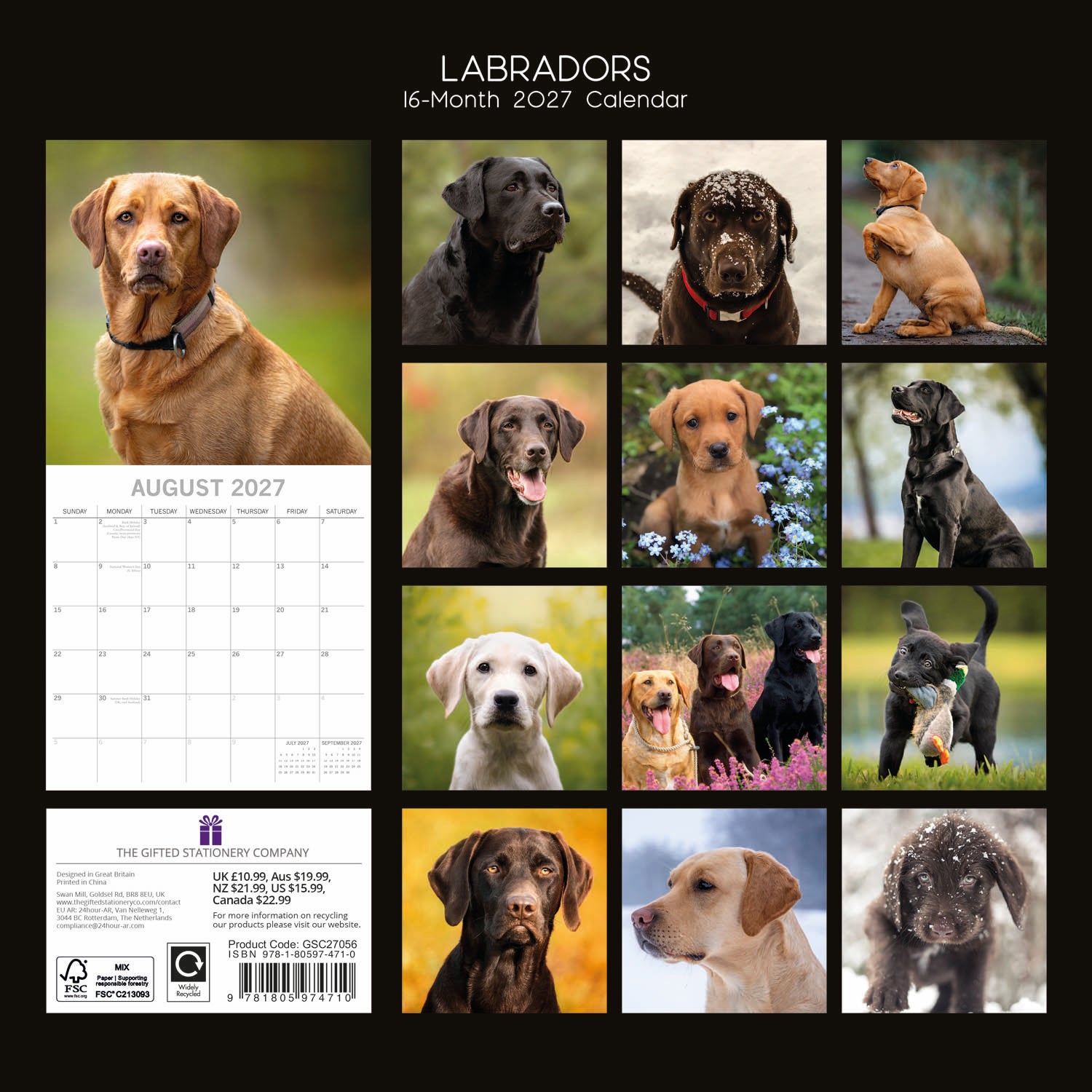 Animals_Dogs_Labradors_2027_Back.jpg