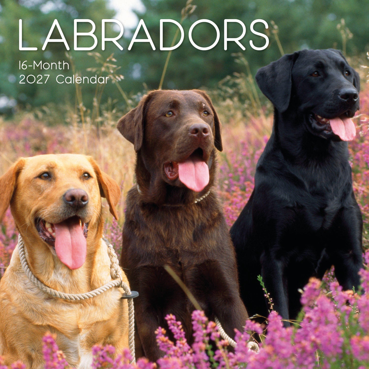 Animals_Dogs_Labradors_2027_Cover.jpg