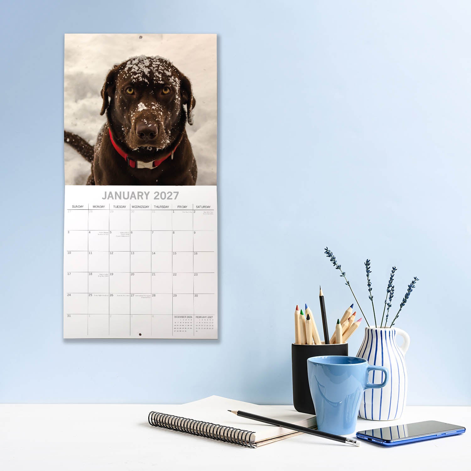 Animals_Dogs_Labradors_2027_Jan_LS.jpg