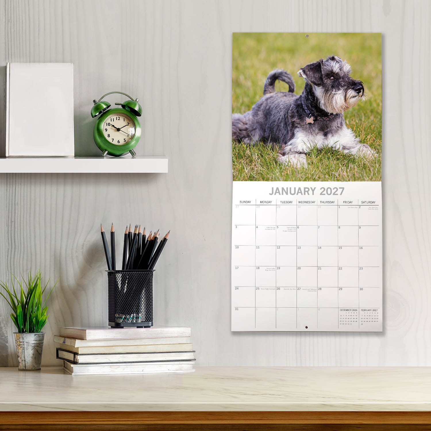 Animals_Dogs_Miniature_Schnauzers_2027_Jan_LS.jpg