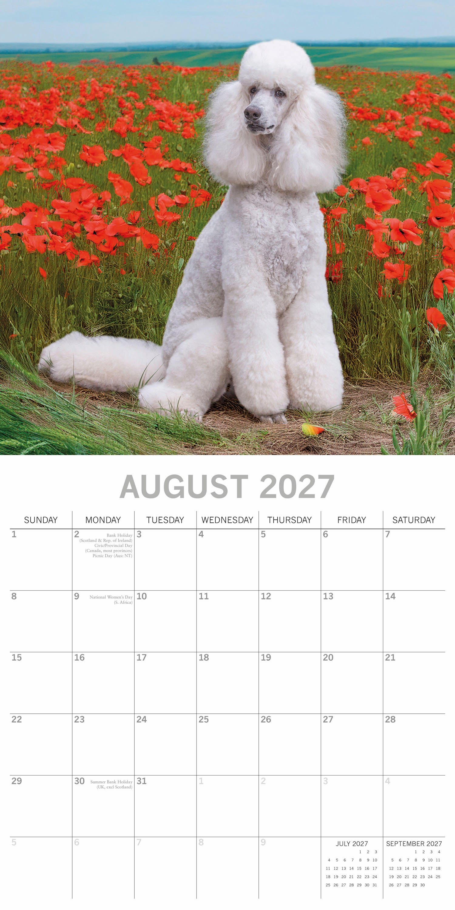Animals_Dogs_Poodles_2027_Aug.jpg