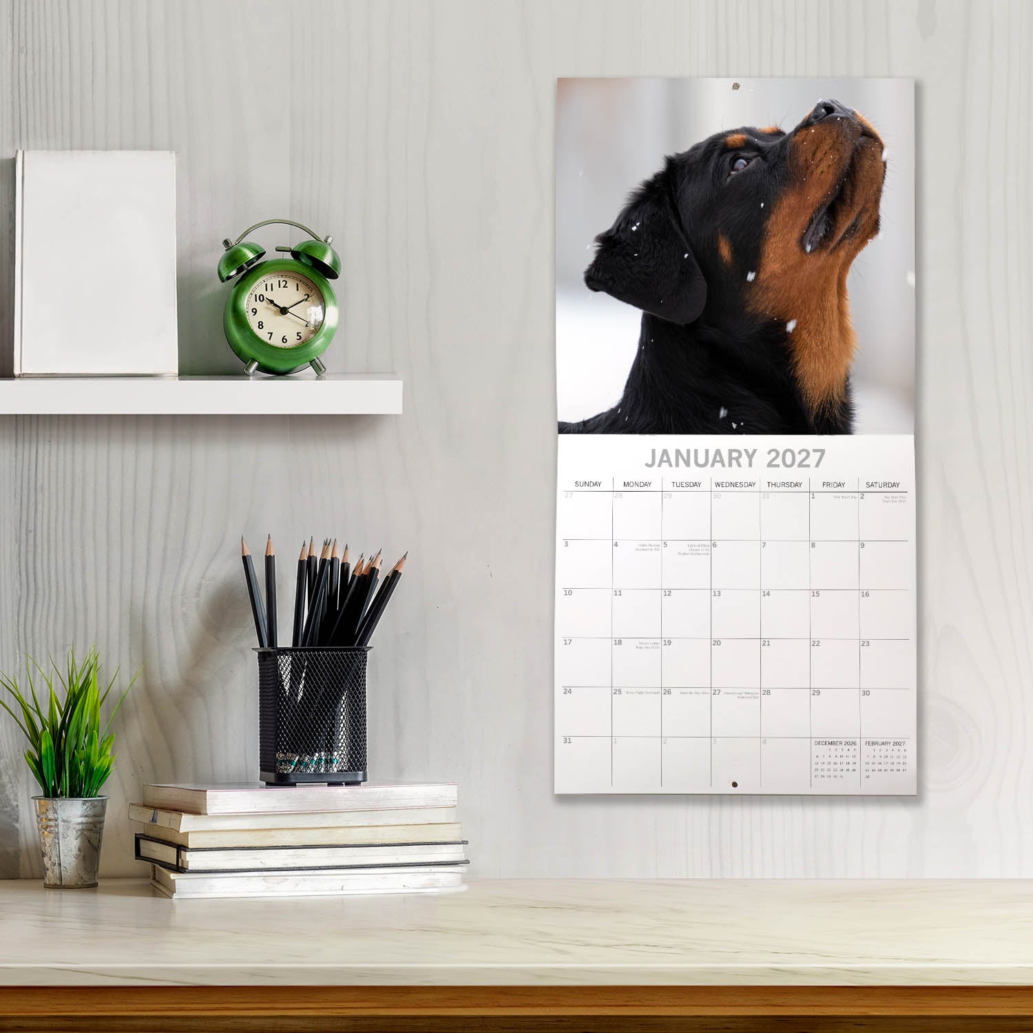 Animals_Dogs_Rottweilers_2027_Jan_LS.jpg