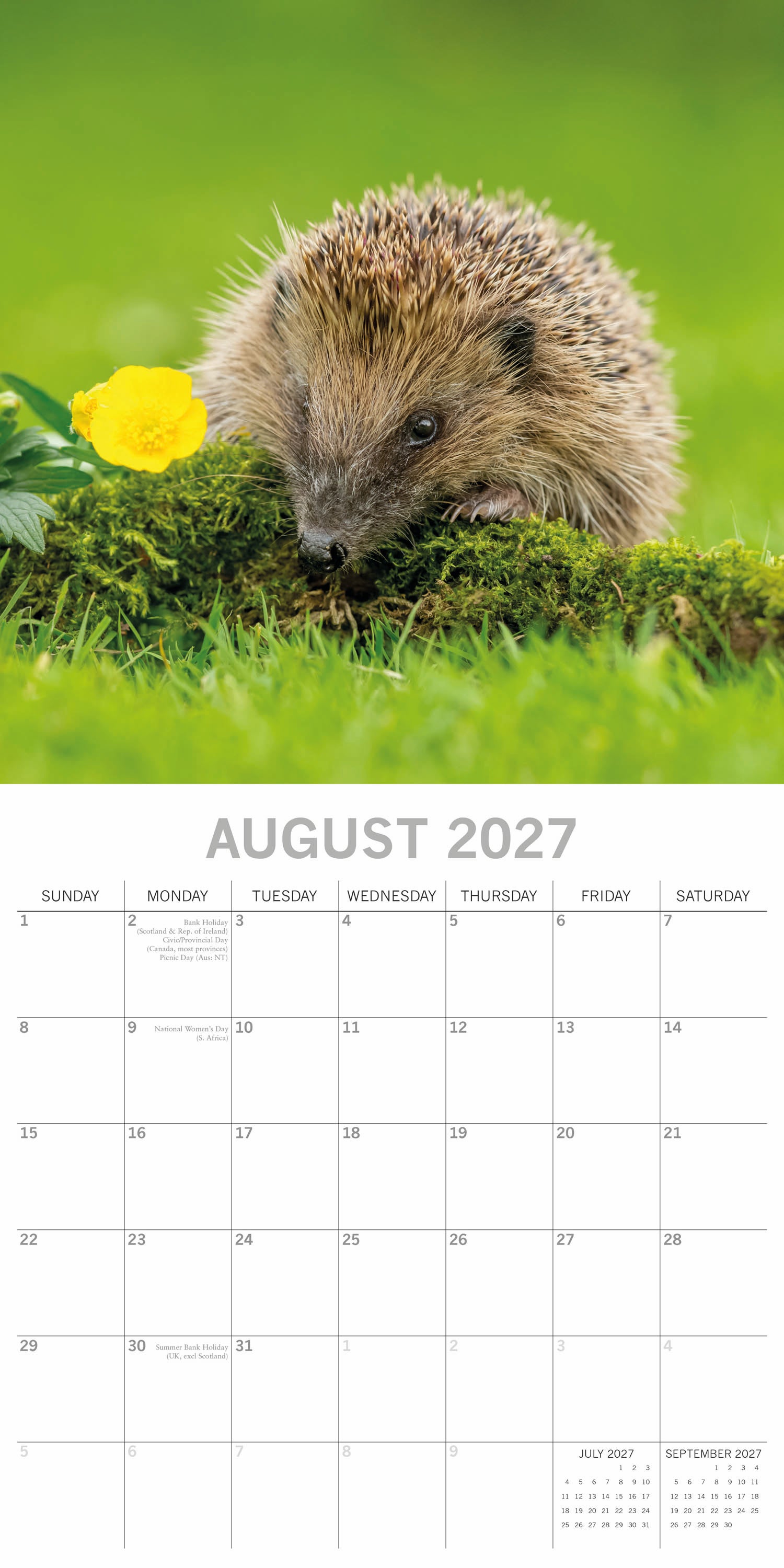 Animals_Hedgehogs_2027_Aug.jpg