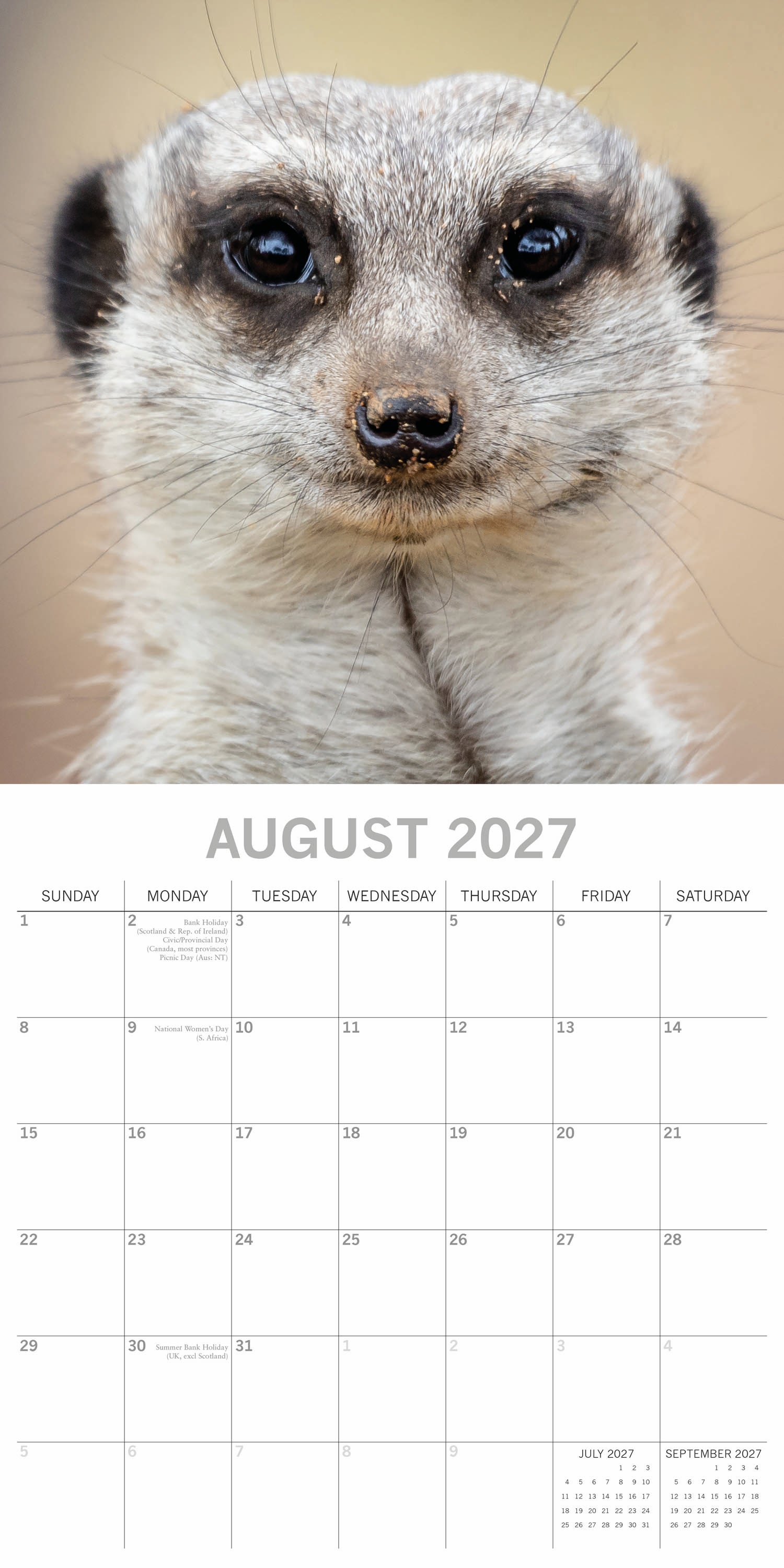 Animals_Meerkats_2027_Aug.jpg