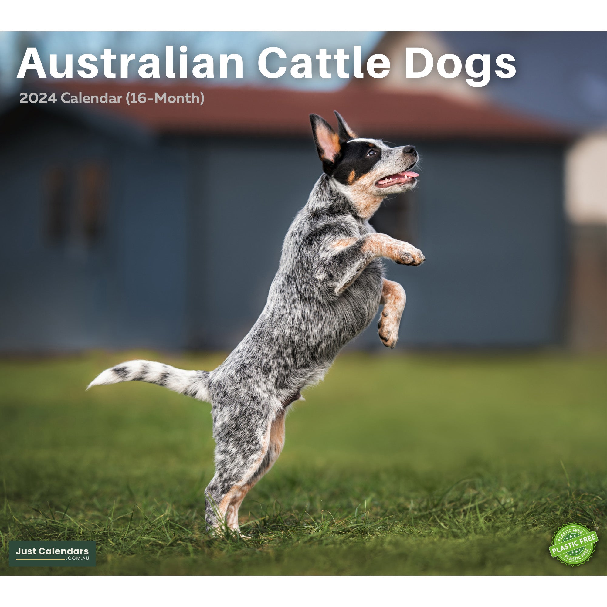 2024 Australian Cattle Dogs & Puppies - Deluxe Wall Calendar by Just Calendars - 16 Month - Plastic Free