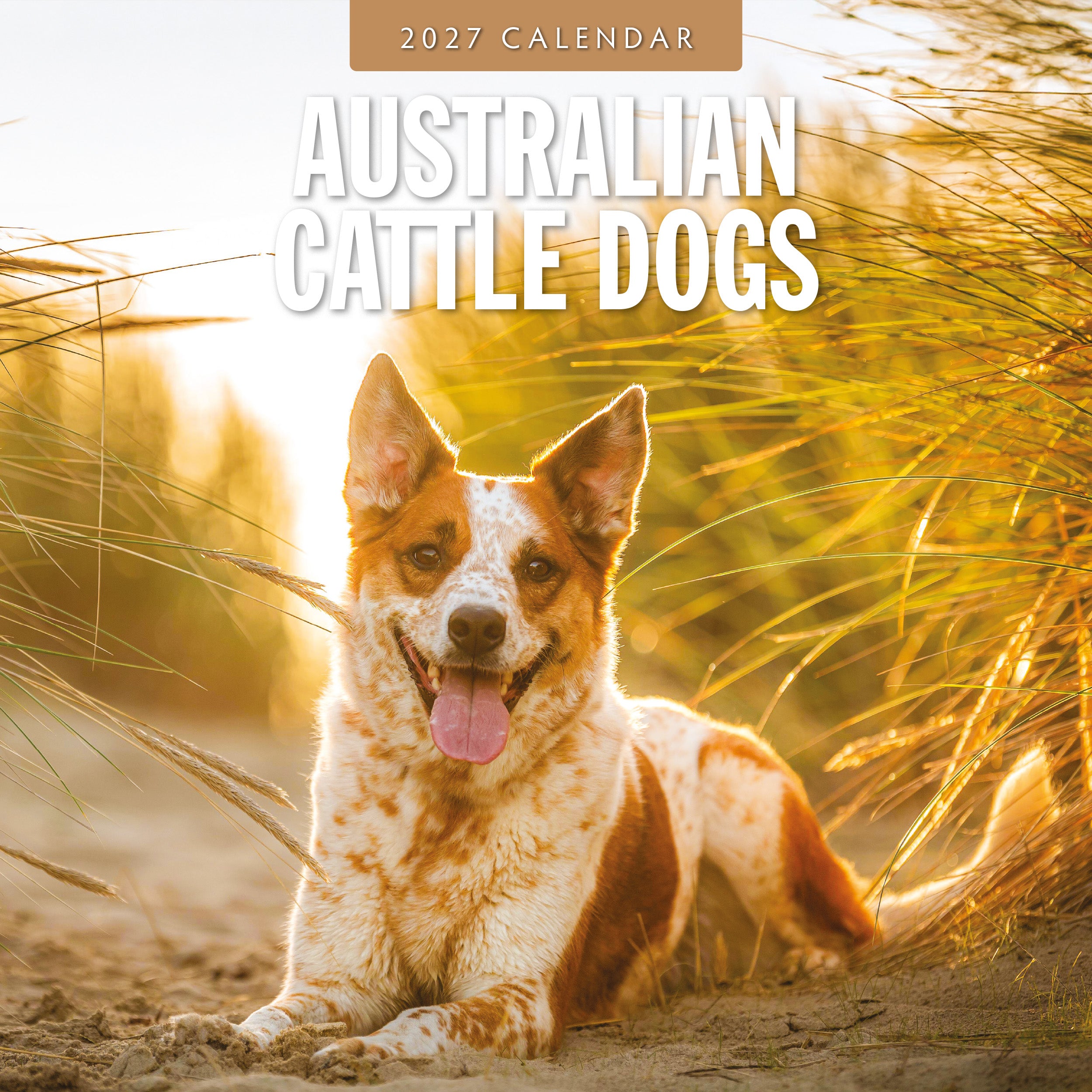 2027 Australian Cattle Dogs - Square Wall Calendar