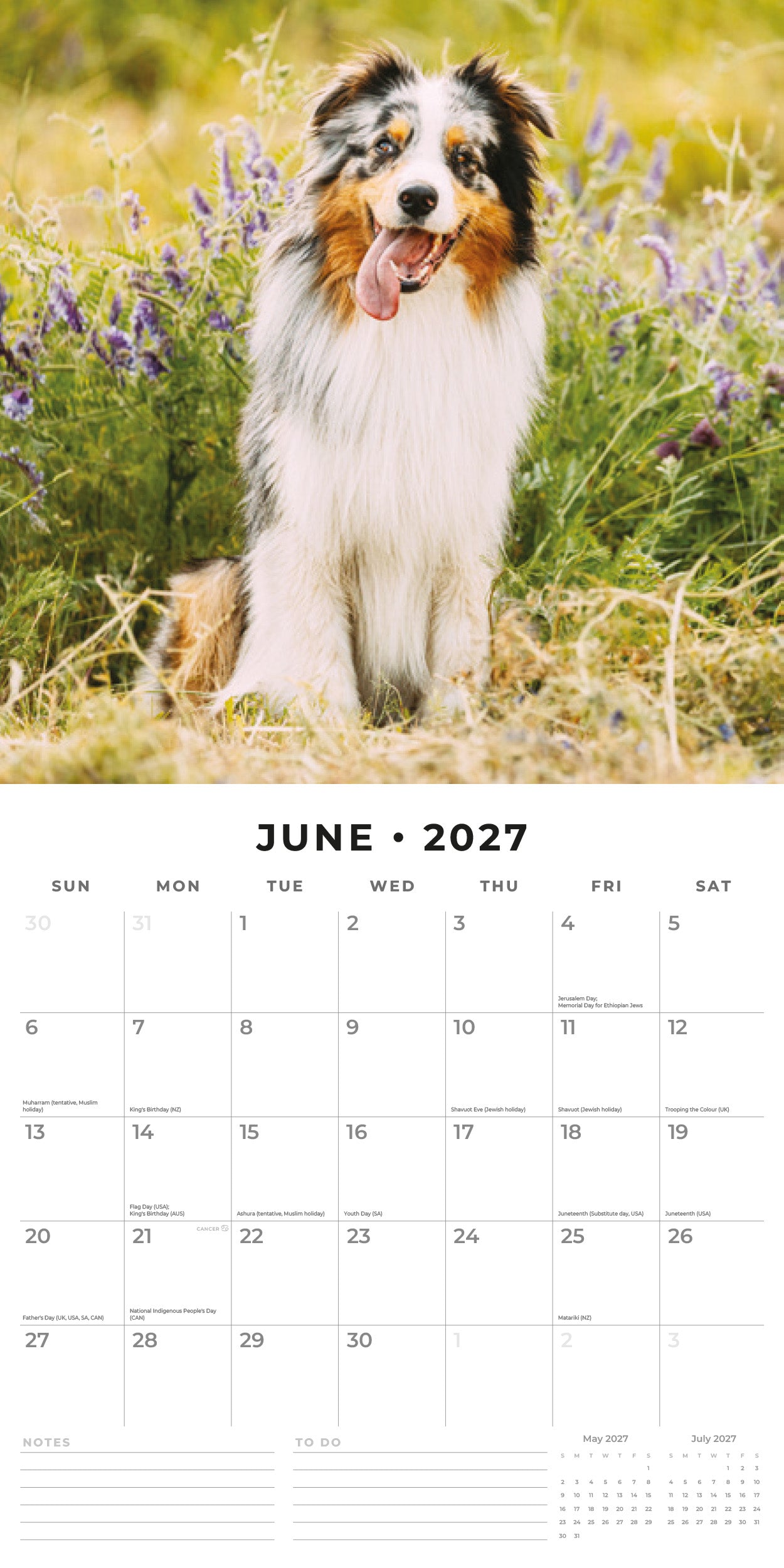 2027 Australian Shepherds - Square Wall Calendar