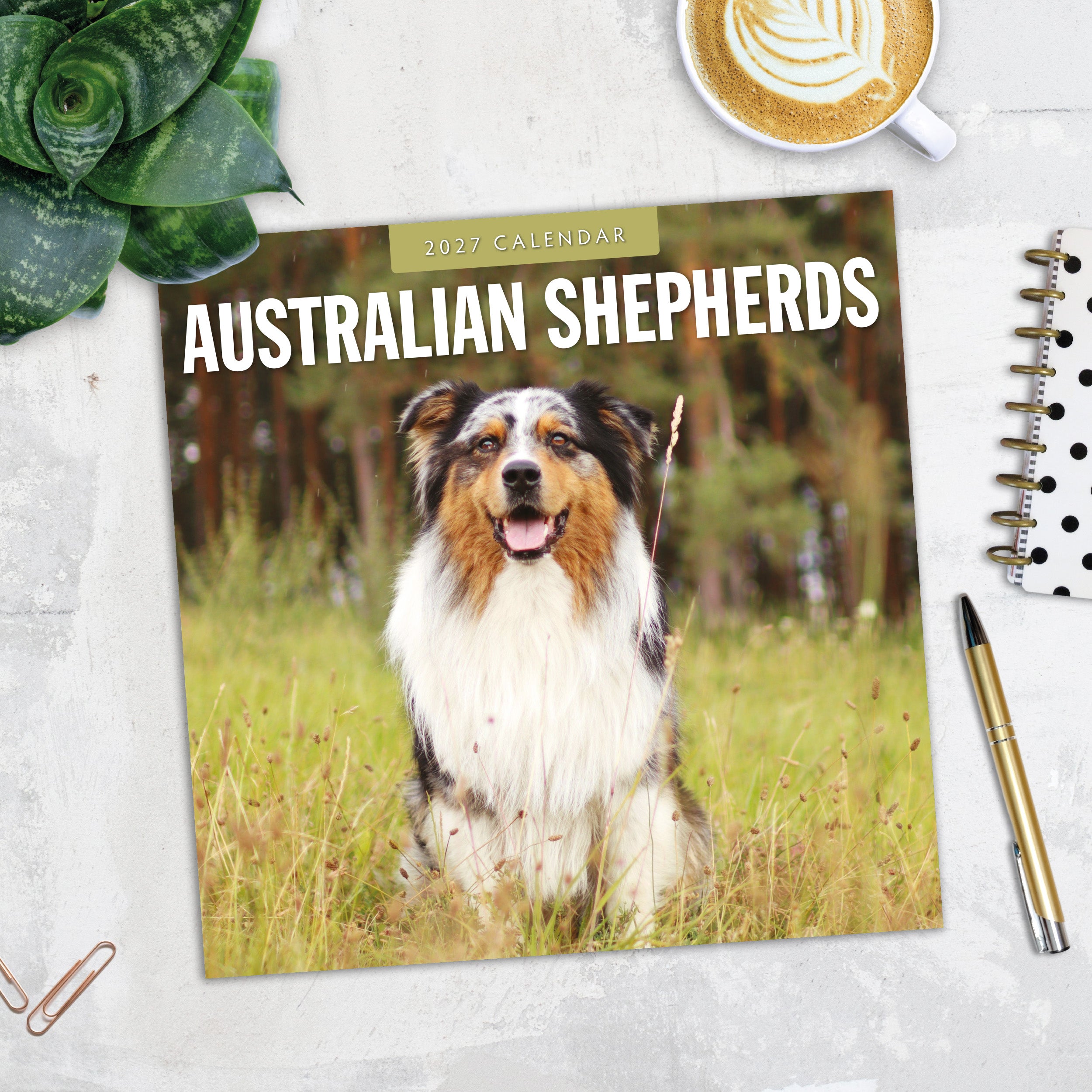 2027 Australian Shepherds - Square Wall Calendar