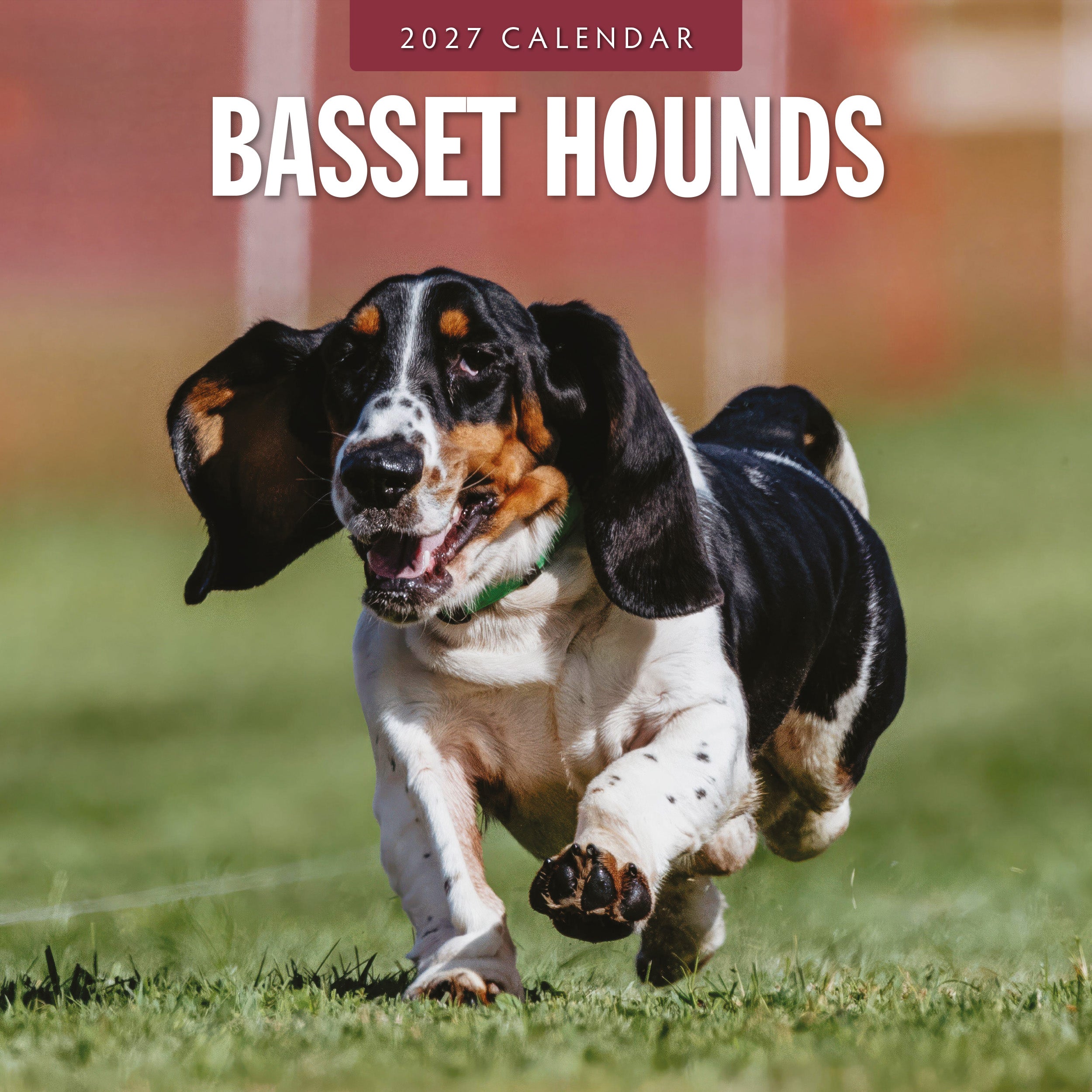 2027 Basset Hounds - Square Wall Calendar
