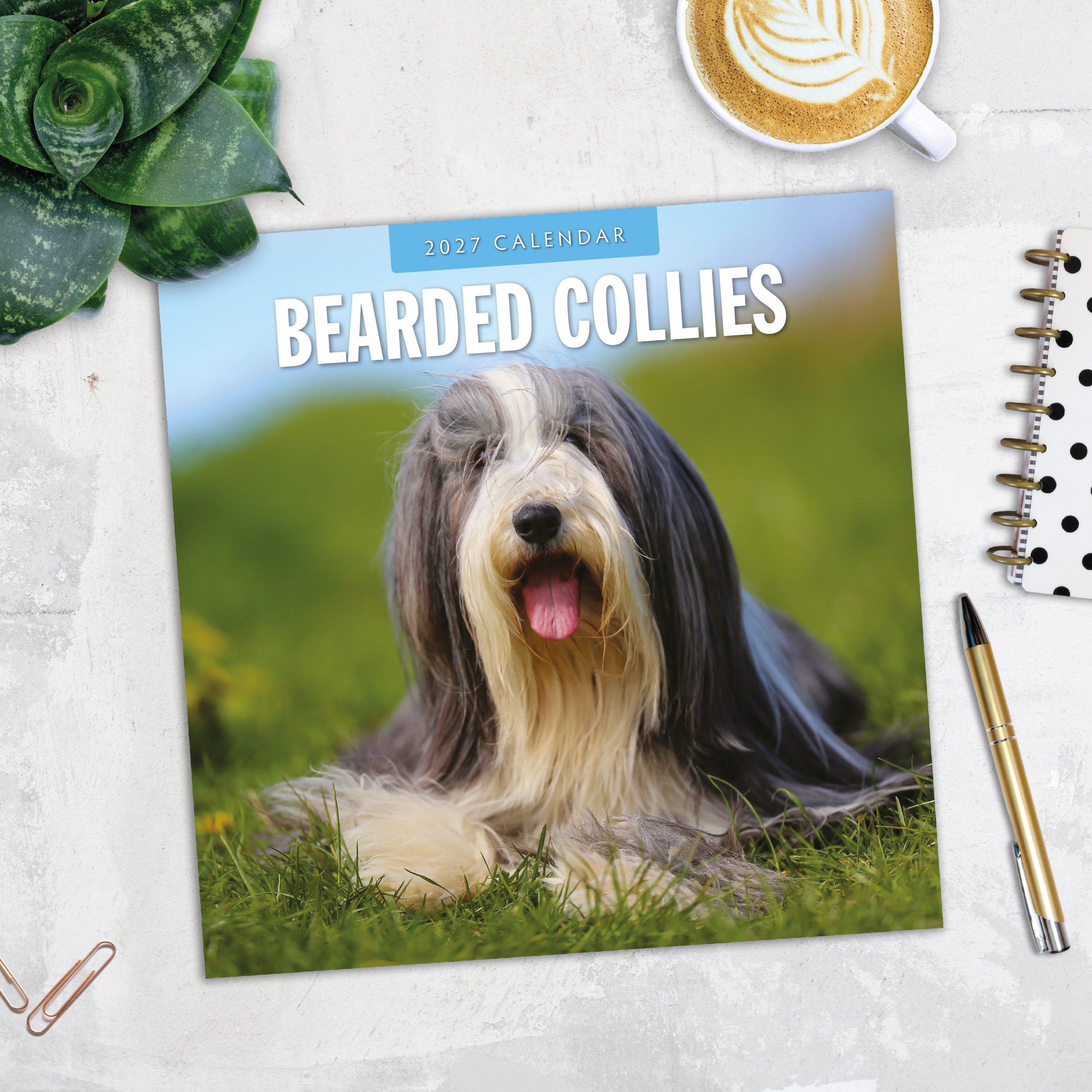 2027 Bearded Collies - Square Wall Calendar