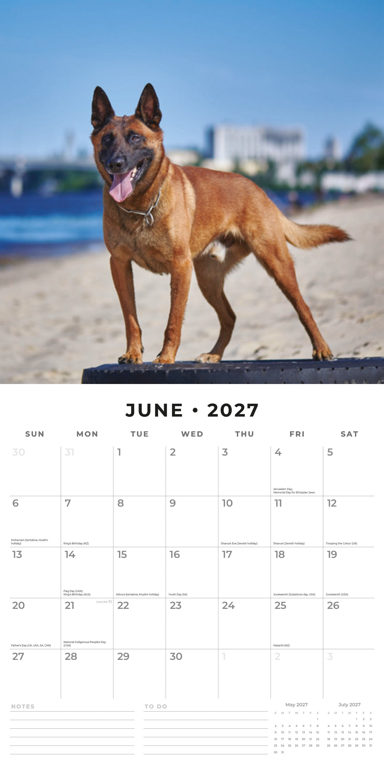 2027 Belgian Shepherd Dogs - Square Wall Calendar