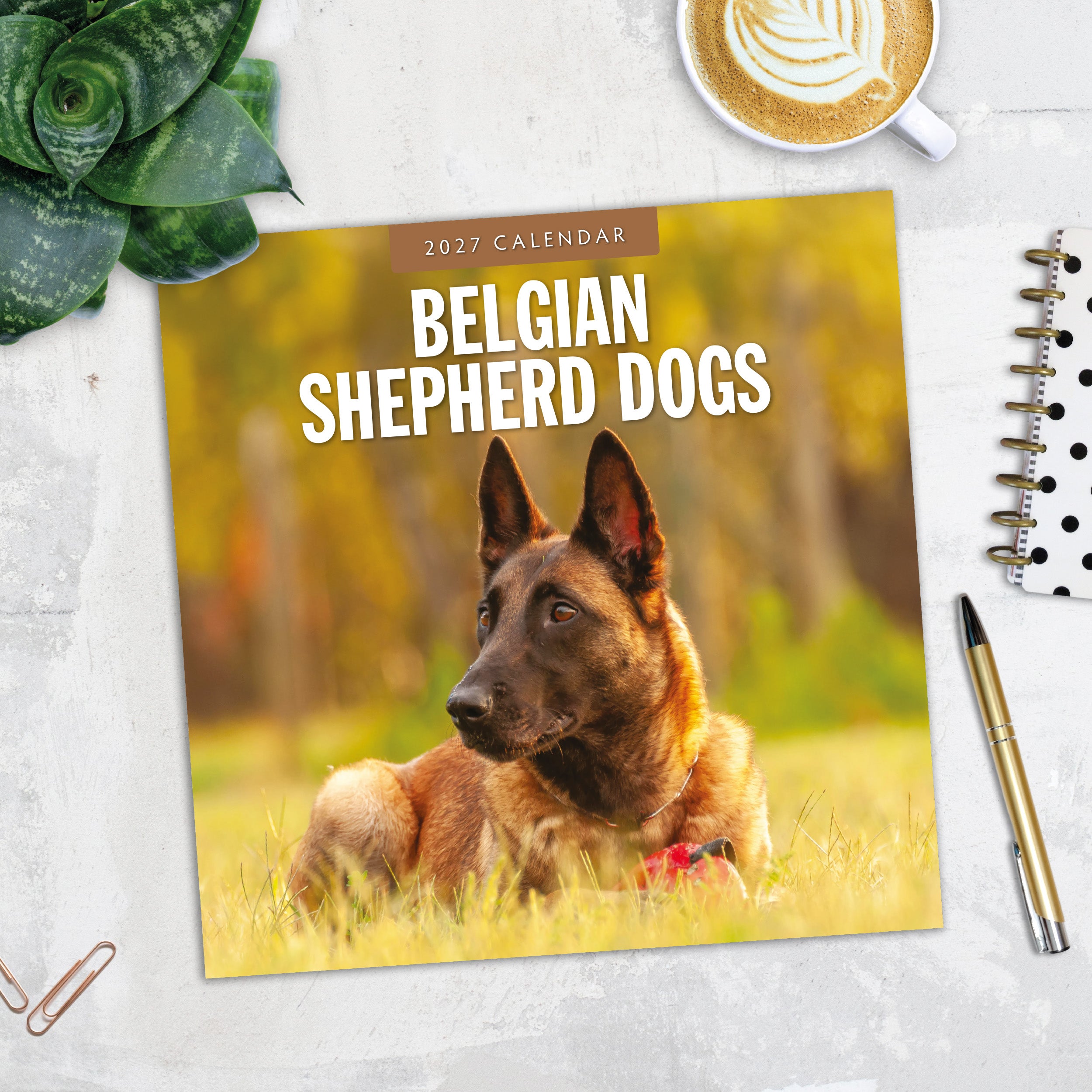 2027 Belgian Shepherd Dogs - Square Wall Calendar