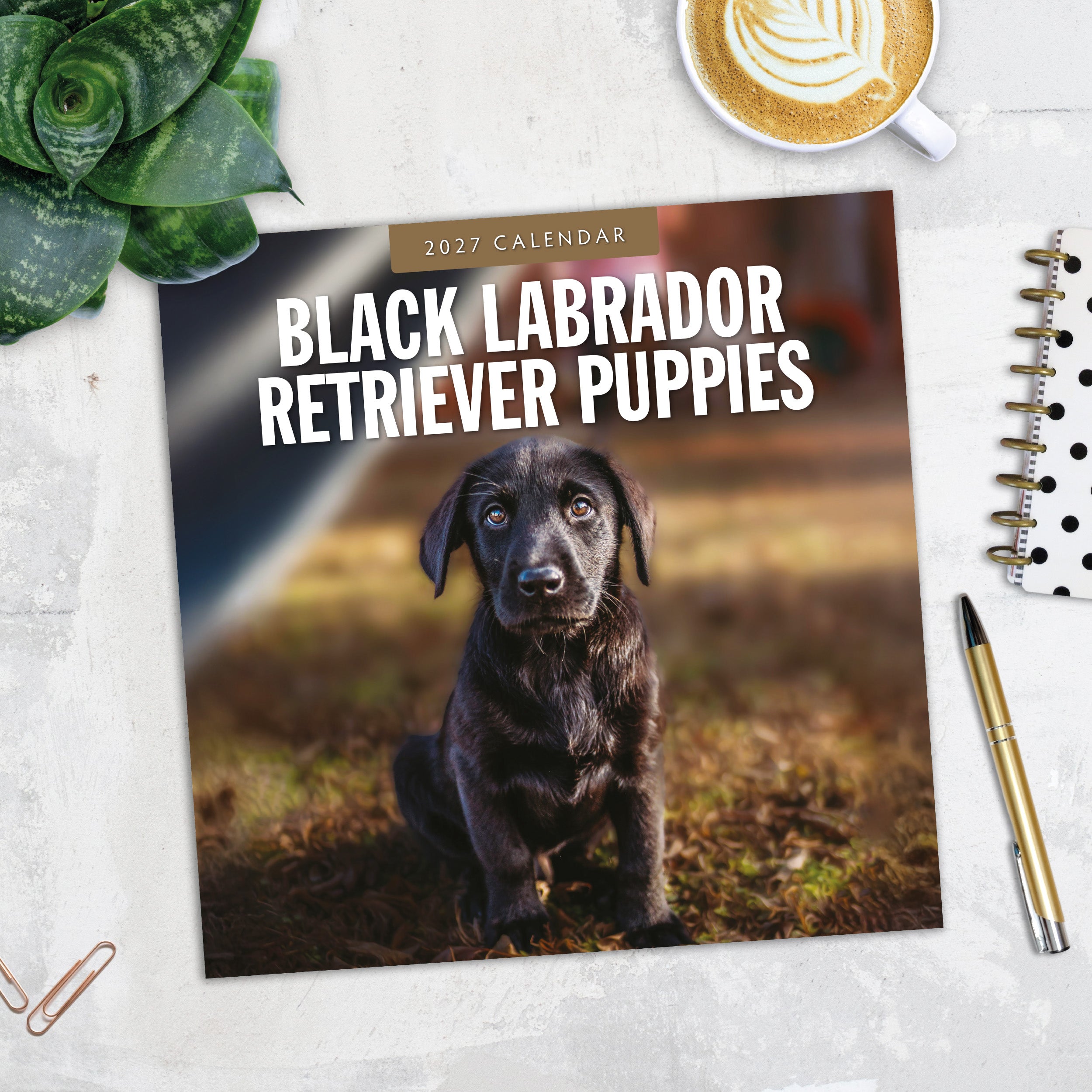 2027 Black Labrador Retriever Puppies - Square Wall Calendar