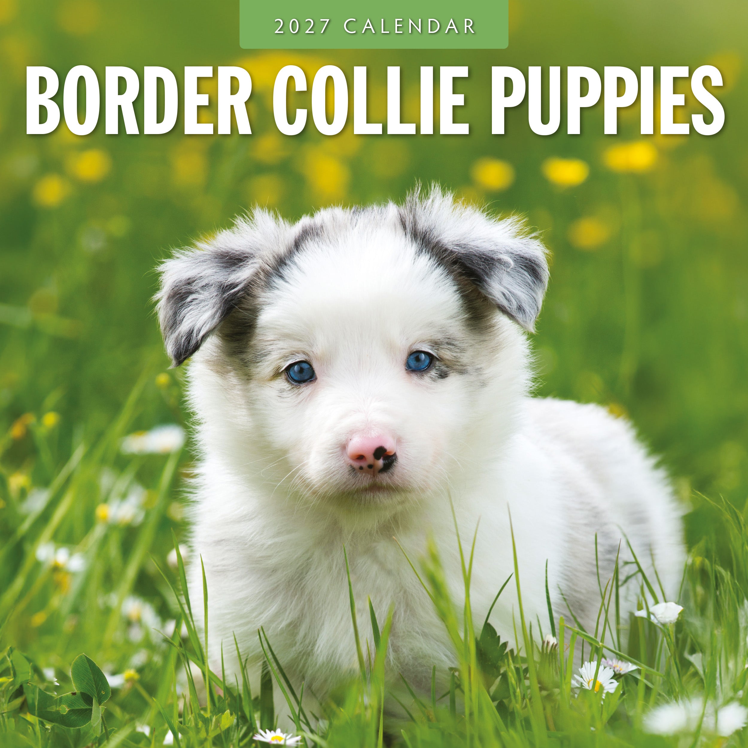 2027 Border Collie Puppies - Square Wall Calendar