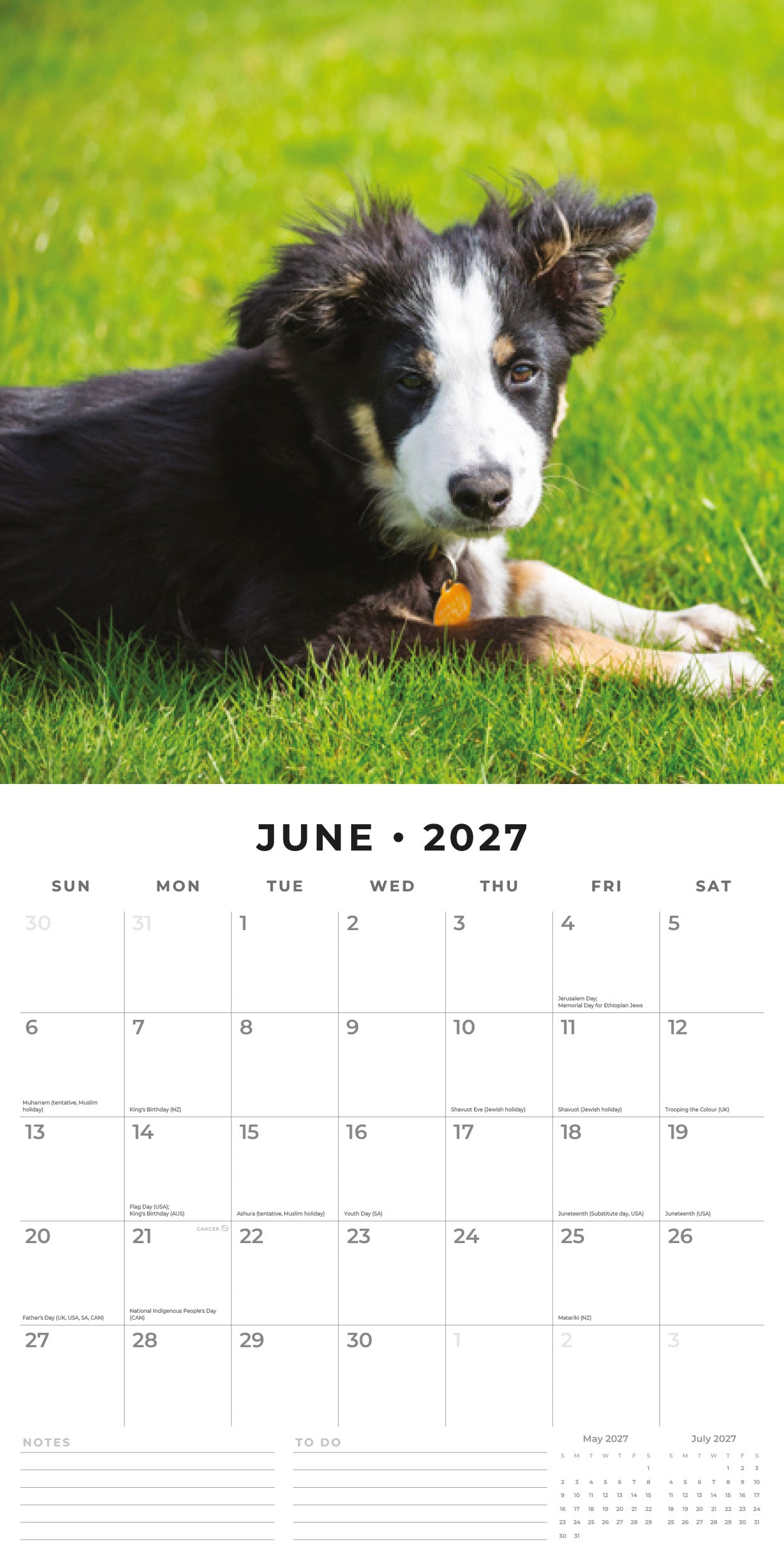 2027 Border Collie Puppies - Square Wall Calendar
