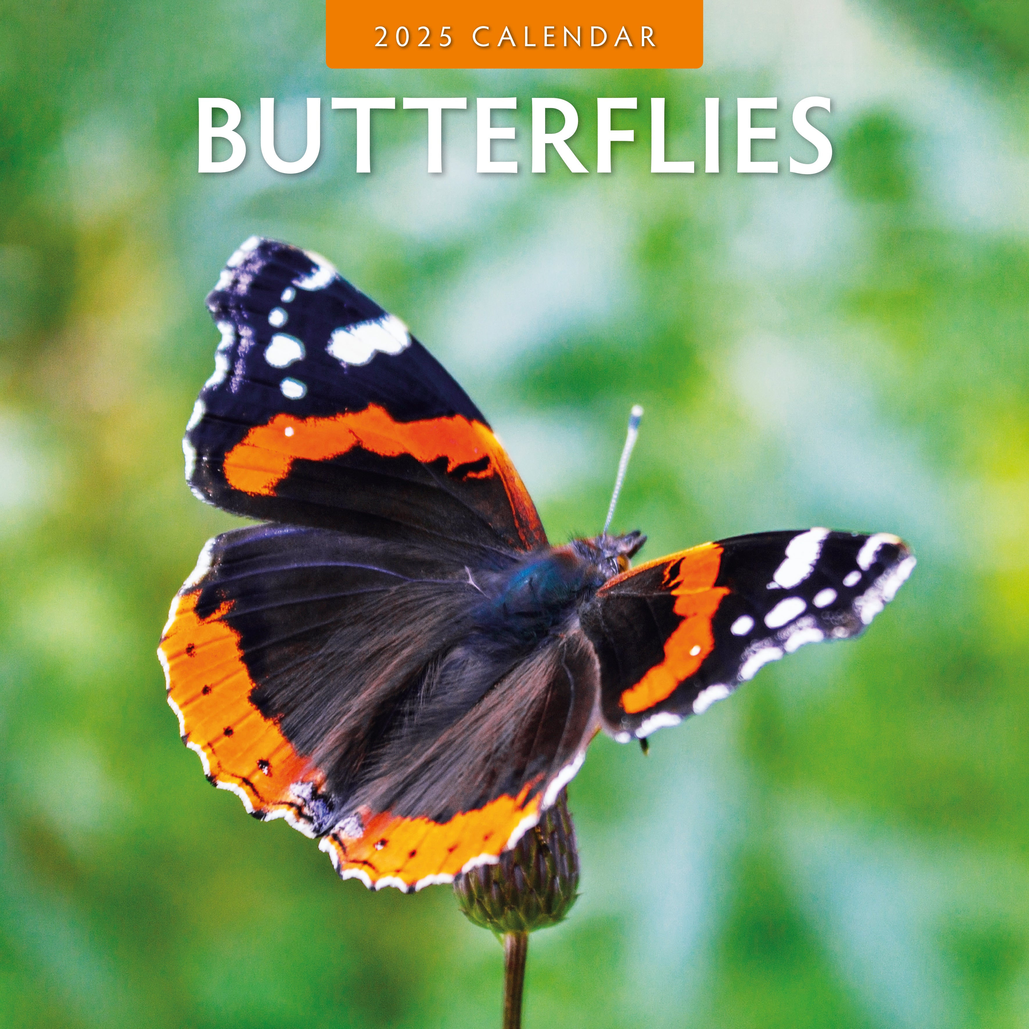 2025 Butterflies - Square Wall Calendar