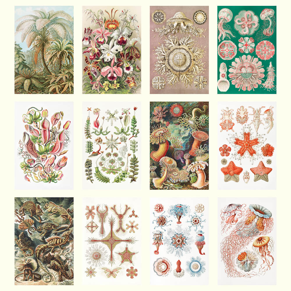 2027 Ernst Haeckel - Deluxe Wall Calendar