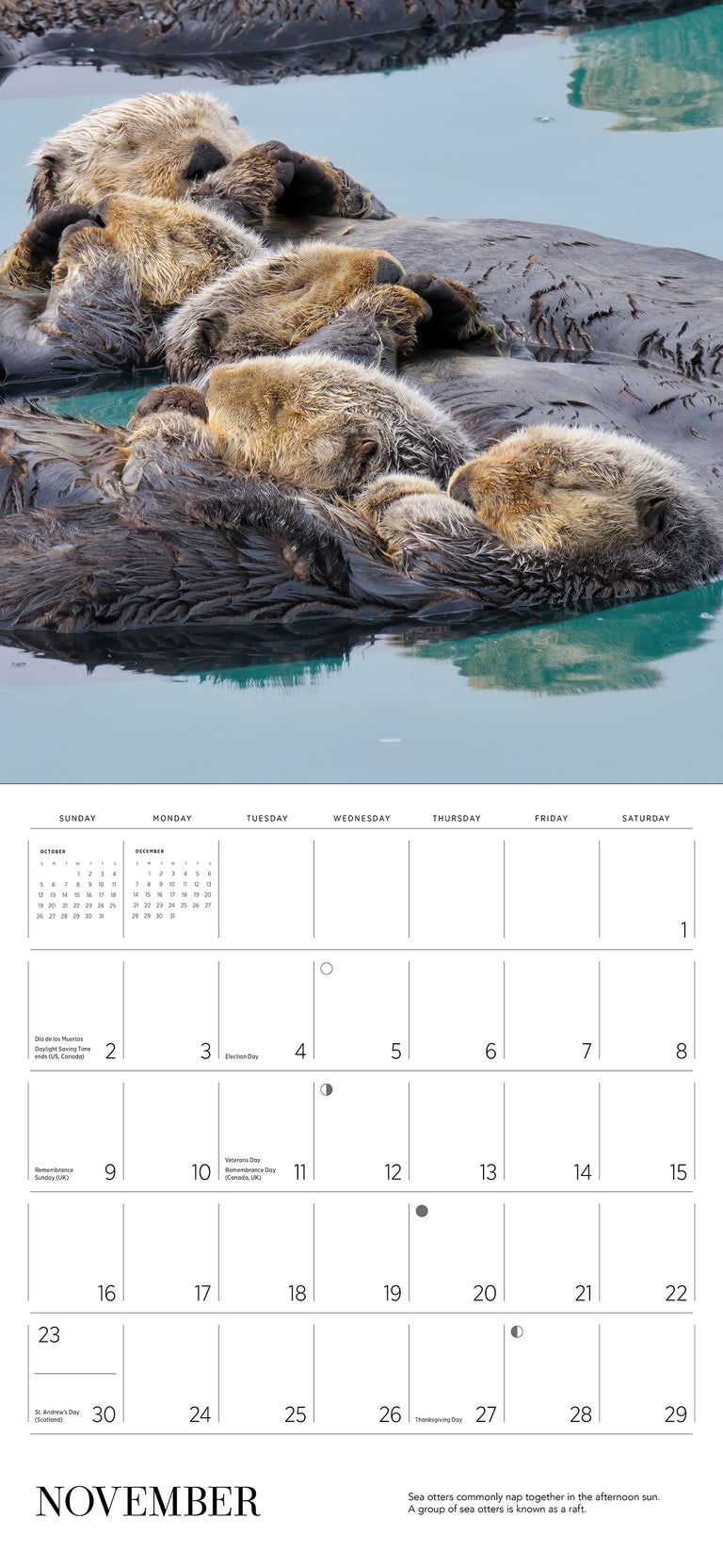 2025 Sea Otters: Photographs By Tom and Pat Leeson - Square Wall Calendar