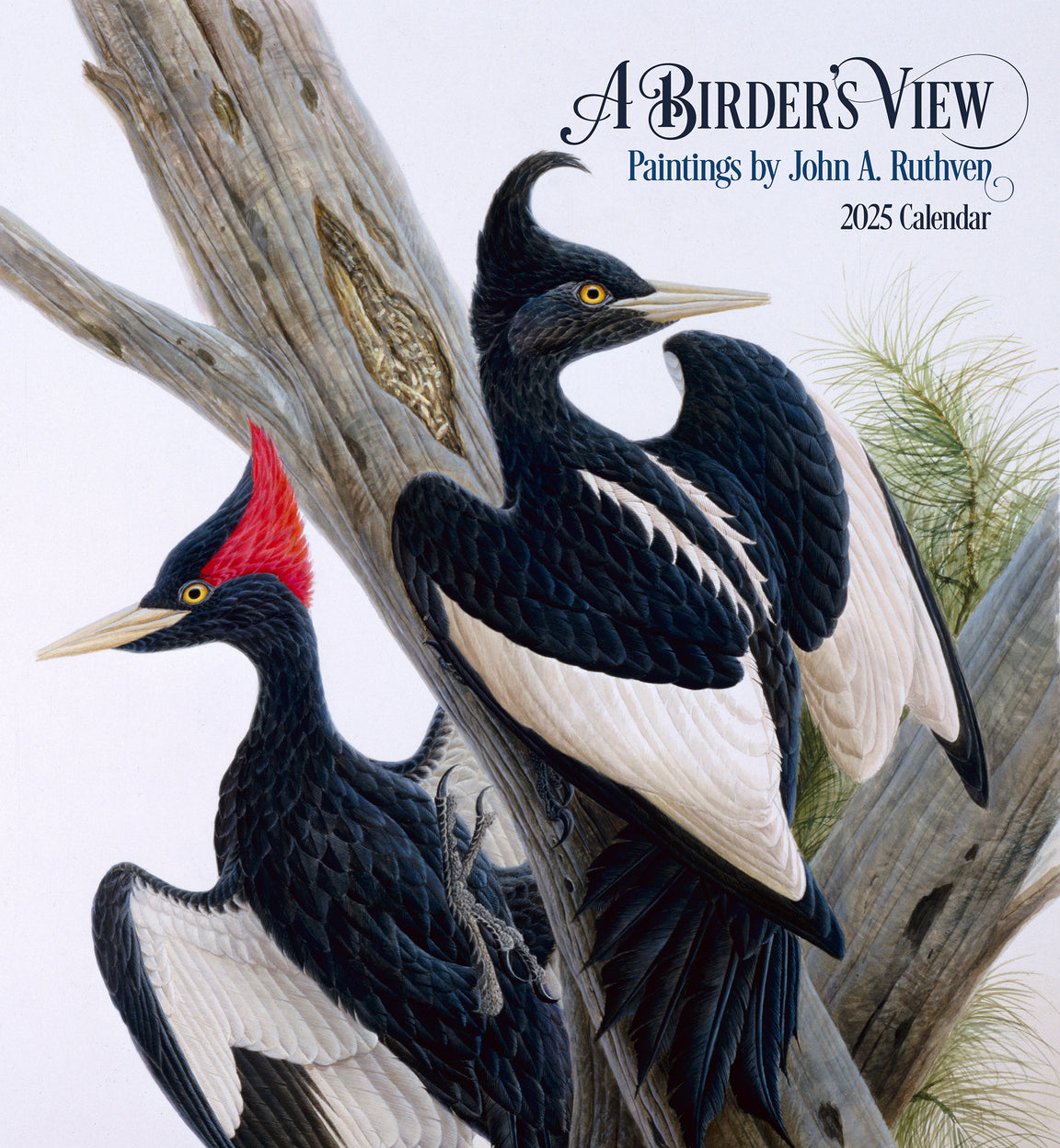 2025 A Birder's View: Paintings By John A. Ruthven - Square Wall Calendar