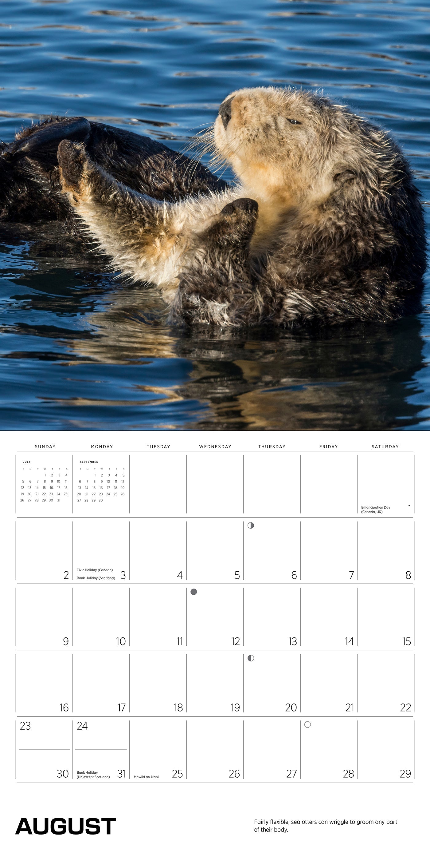 2026 Sea Otters: Photographs by Tom and Pat Leeson - Square Wall Calendar