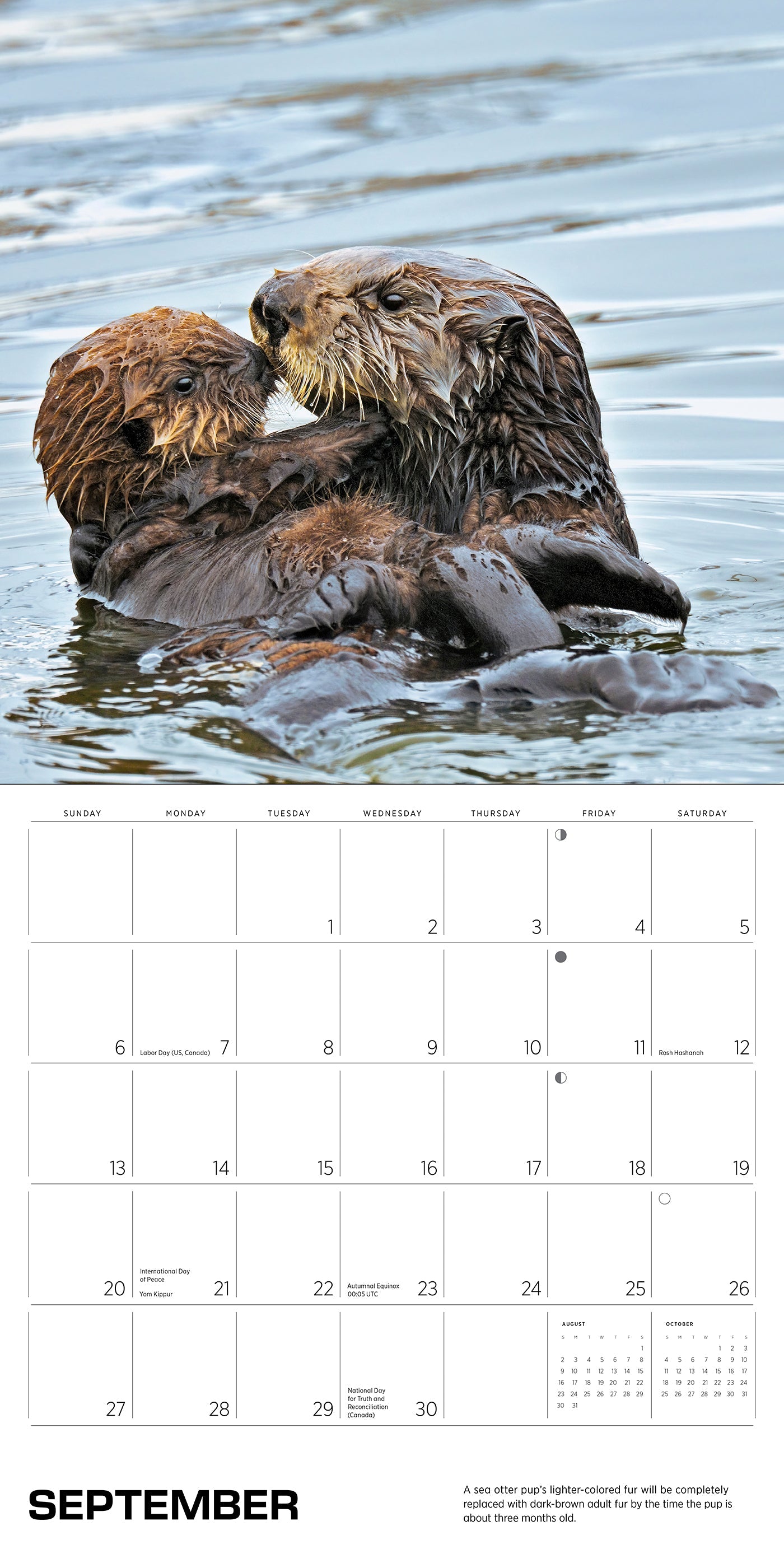 2026 Sea Otters: Photographs by Tom and Pat Leeson - Square Wall Calendar