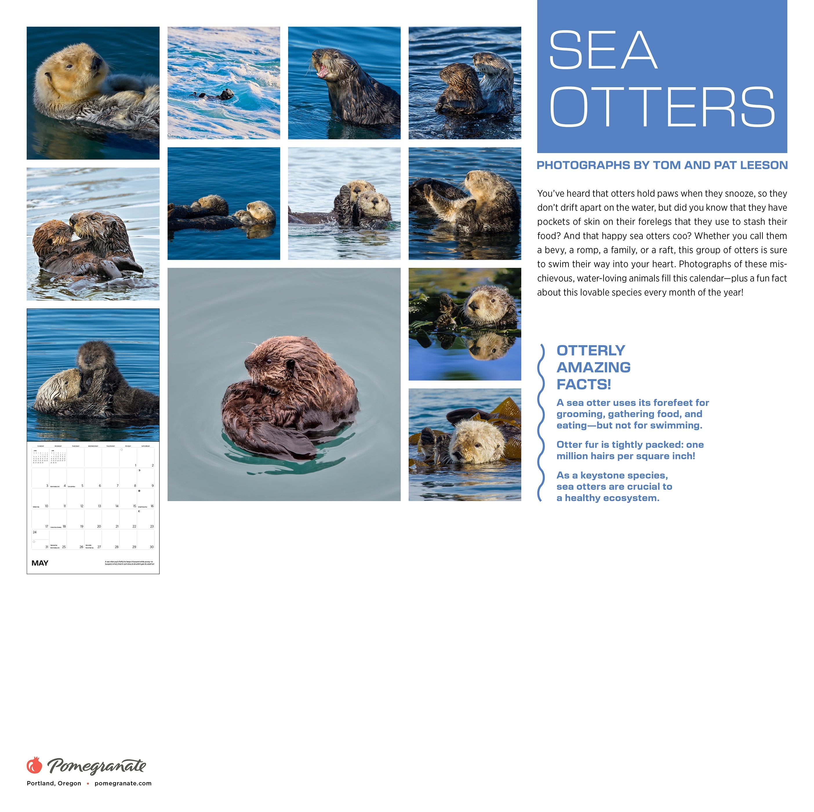 2026 Sea Otters: Photographs by Tom and Pat Leeson - Square Wall Calendar