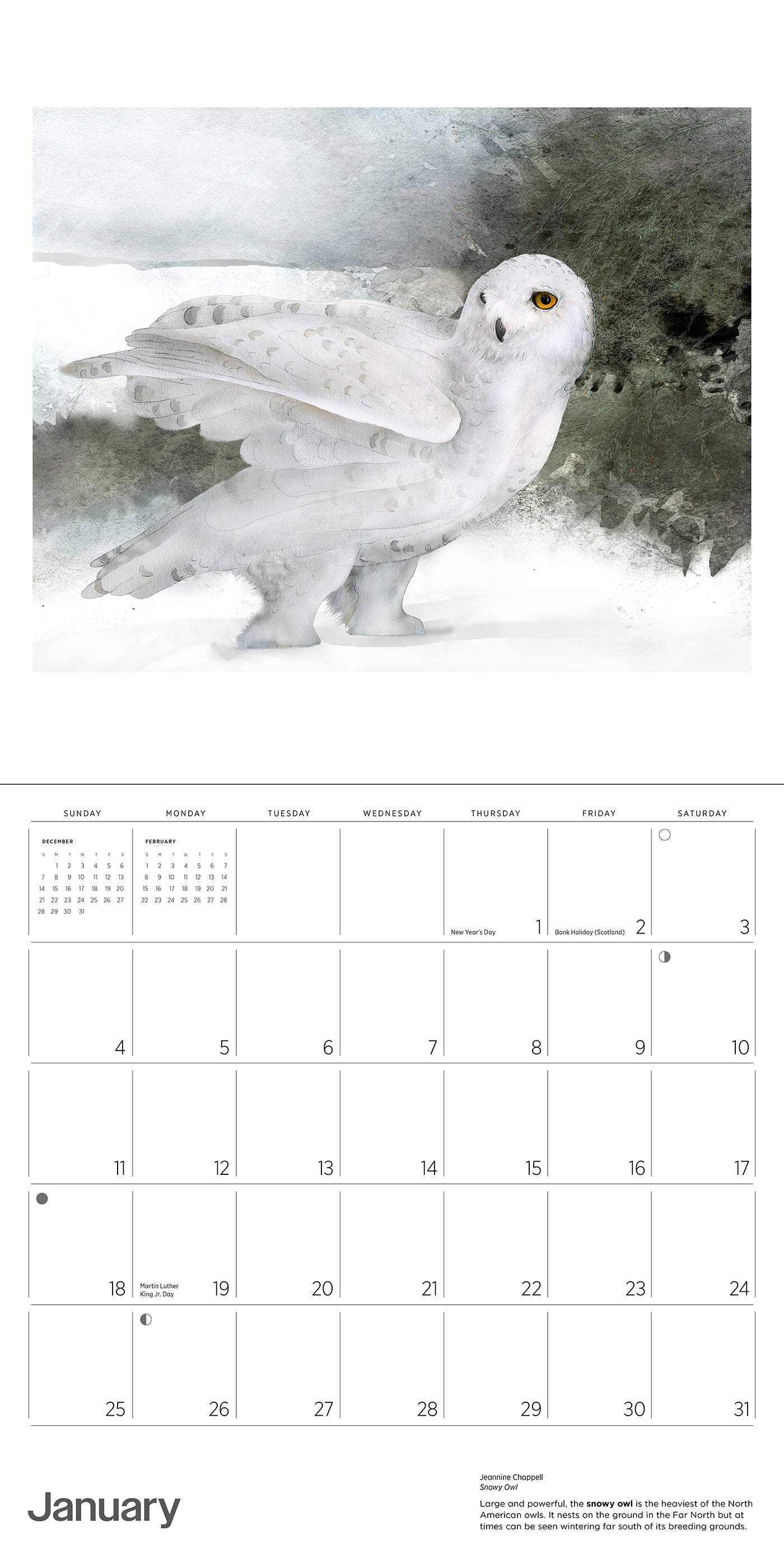 2026 Owls: Jeannine Chappell - Square Wall Calendar