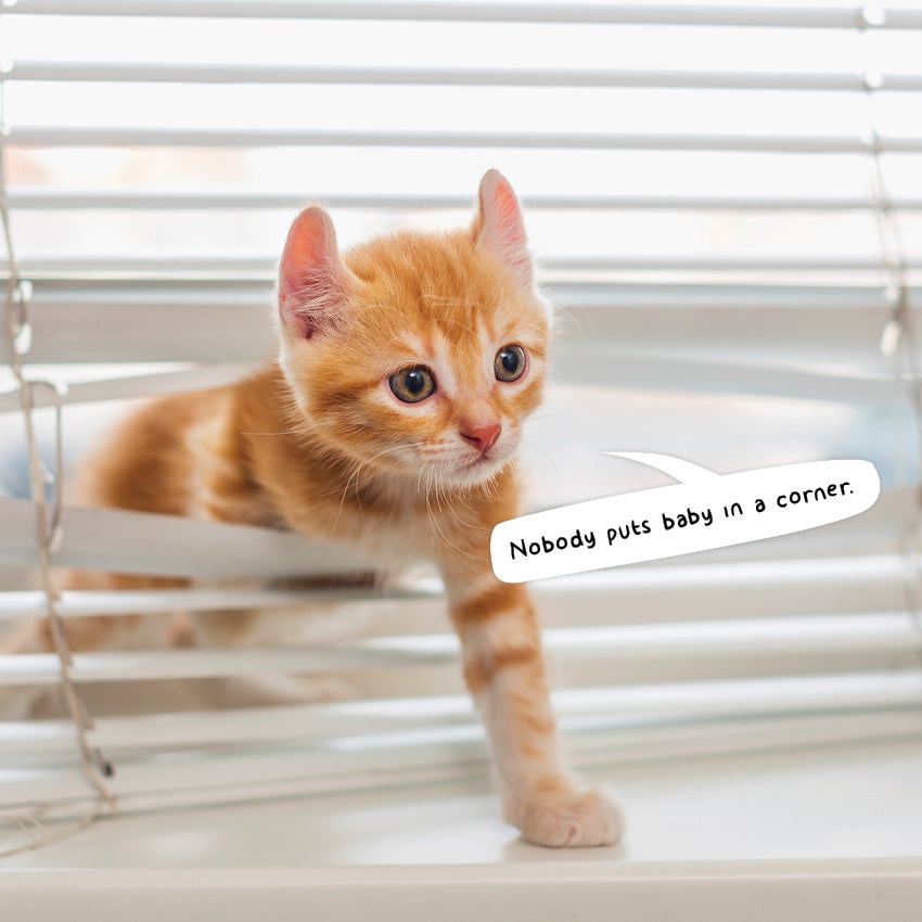 2027 Cat Crimes - Square Wall Calendar