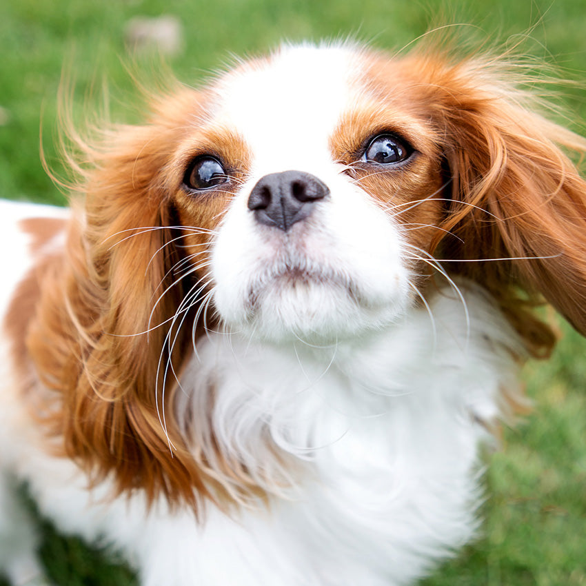 2027 Cavalier King Charles Spaniels - Square Wall Calendar