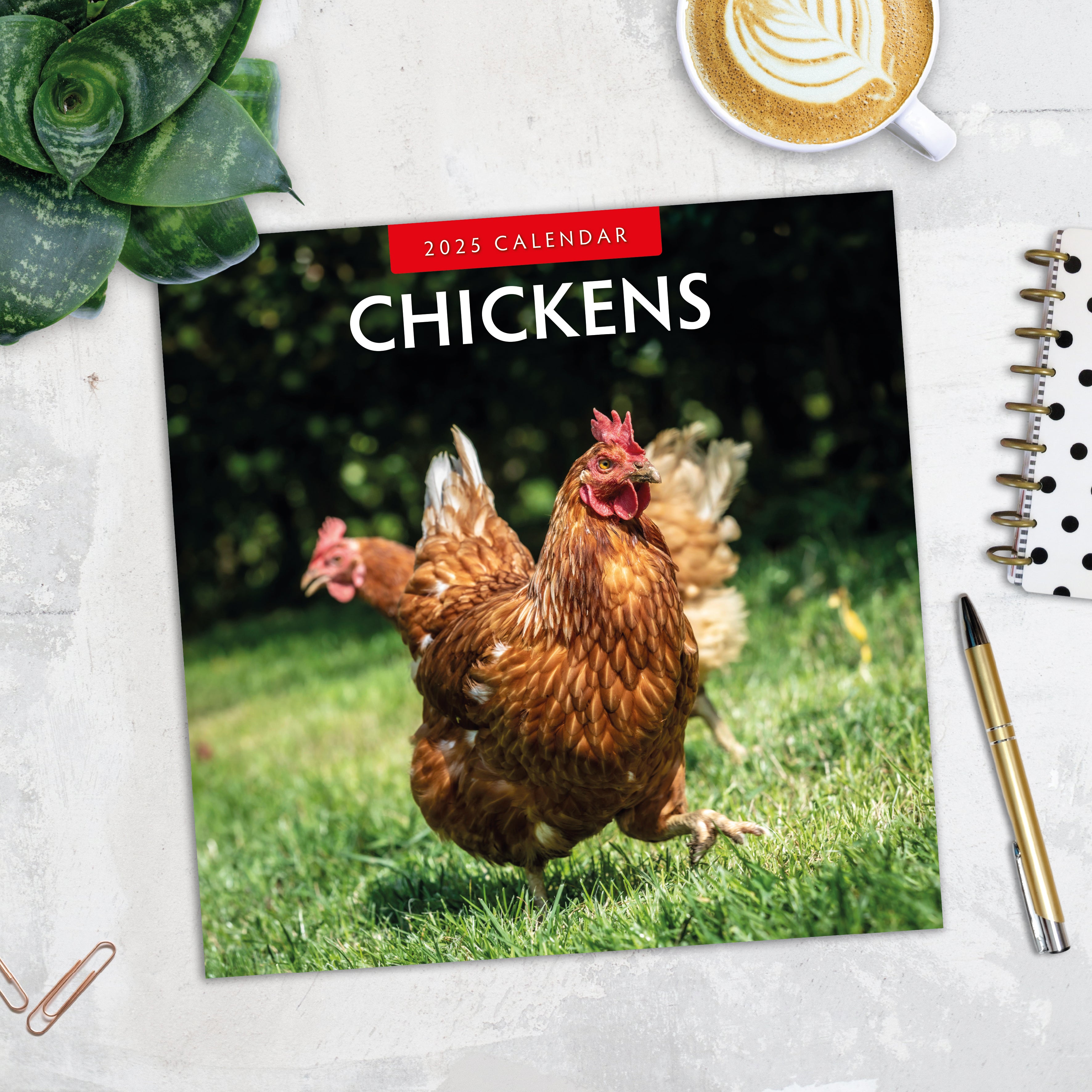 2025 Chickens - Square Wall Calendar