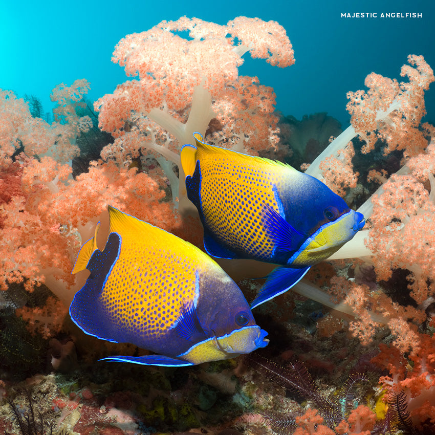 2027 Colourful Ocean Animals - Square Wall Calendar