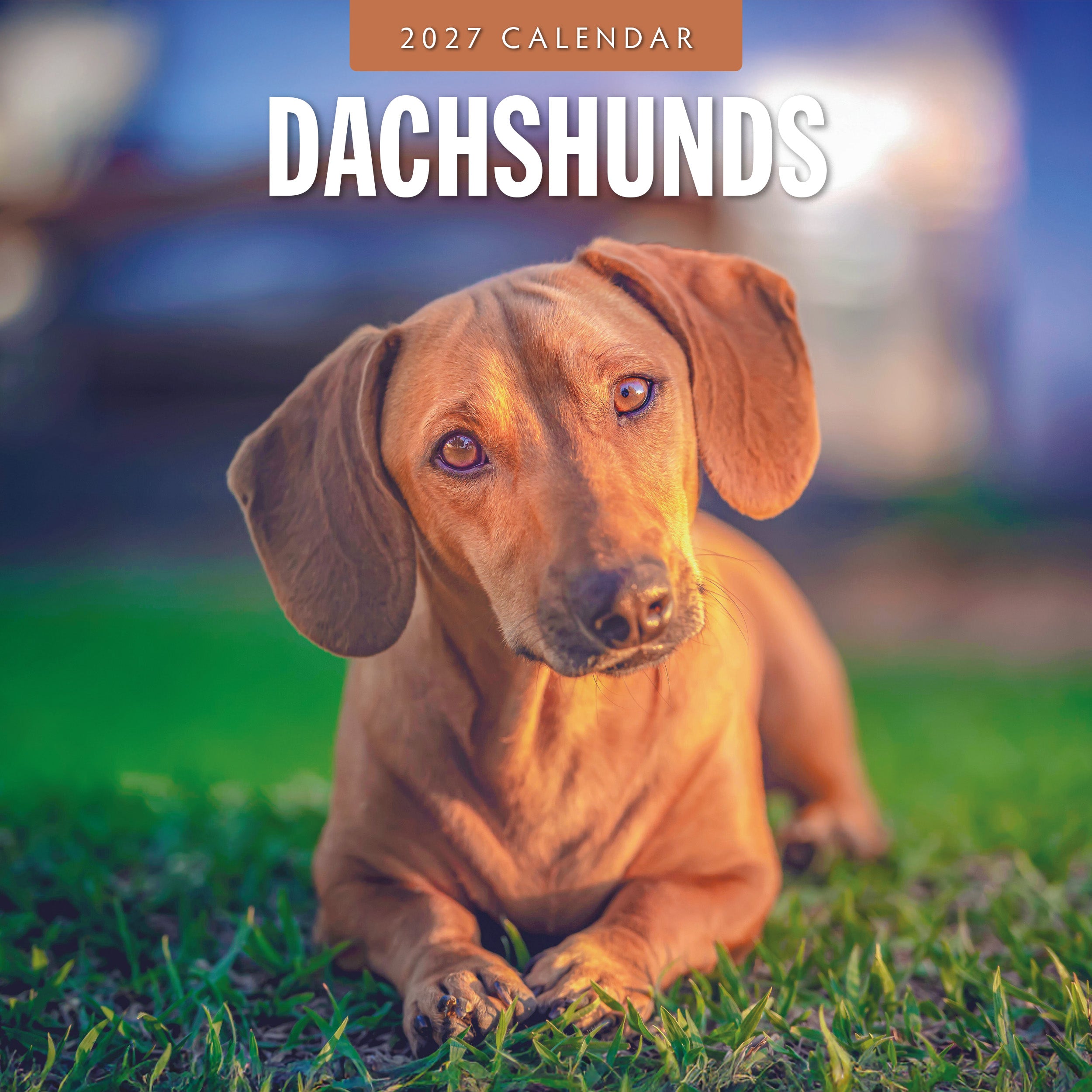 2027 Dachshunds - Square Wall Calendar