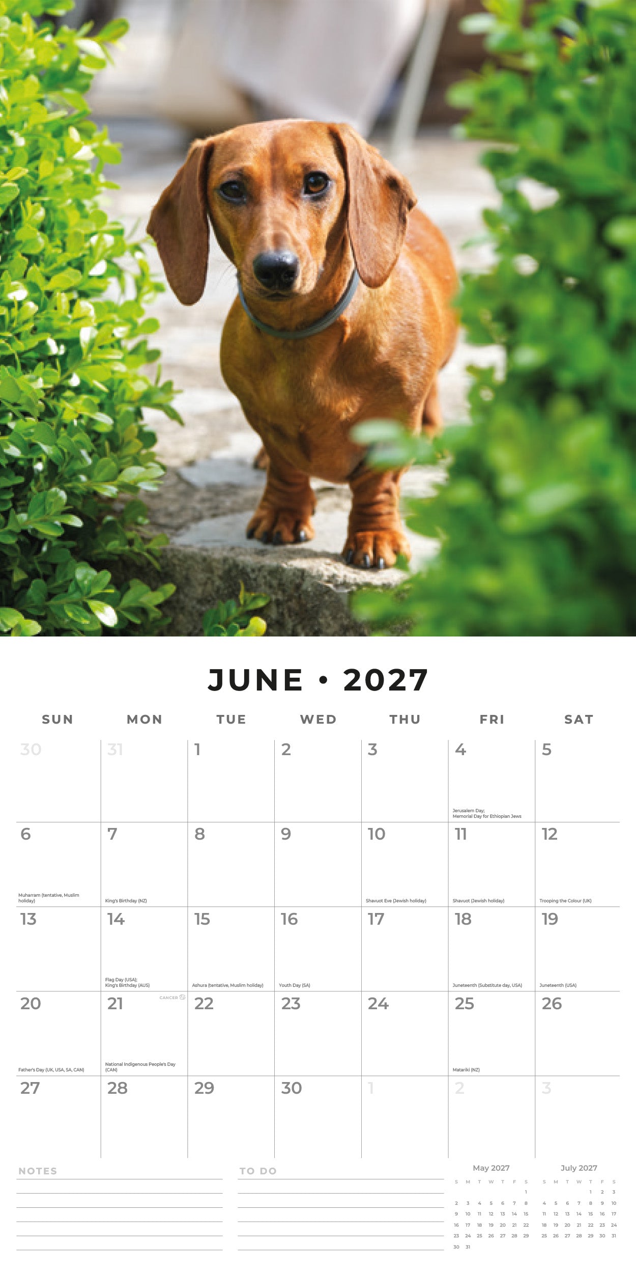 2027 Dachshunds - Square Wall Calendar
